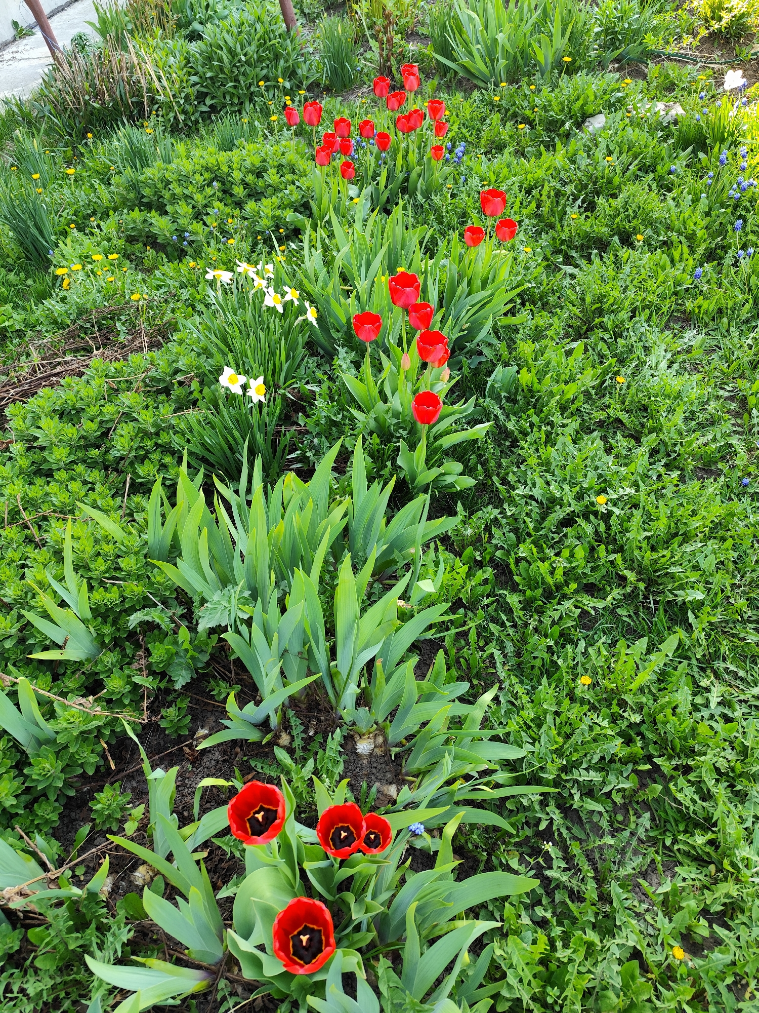 The image shows a garden in Фоки, Russia. Red tulips and white daffodils are the primary flowers, interspersed among green foliage and weeds. The scene appears to be a slightly overgrown flowerbed or garden with a mix of cultivated and wild plants. The lighting suggests it's daytime.