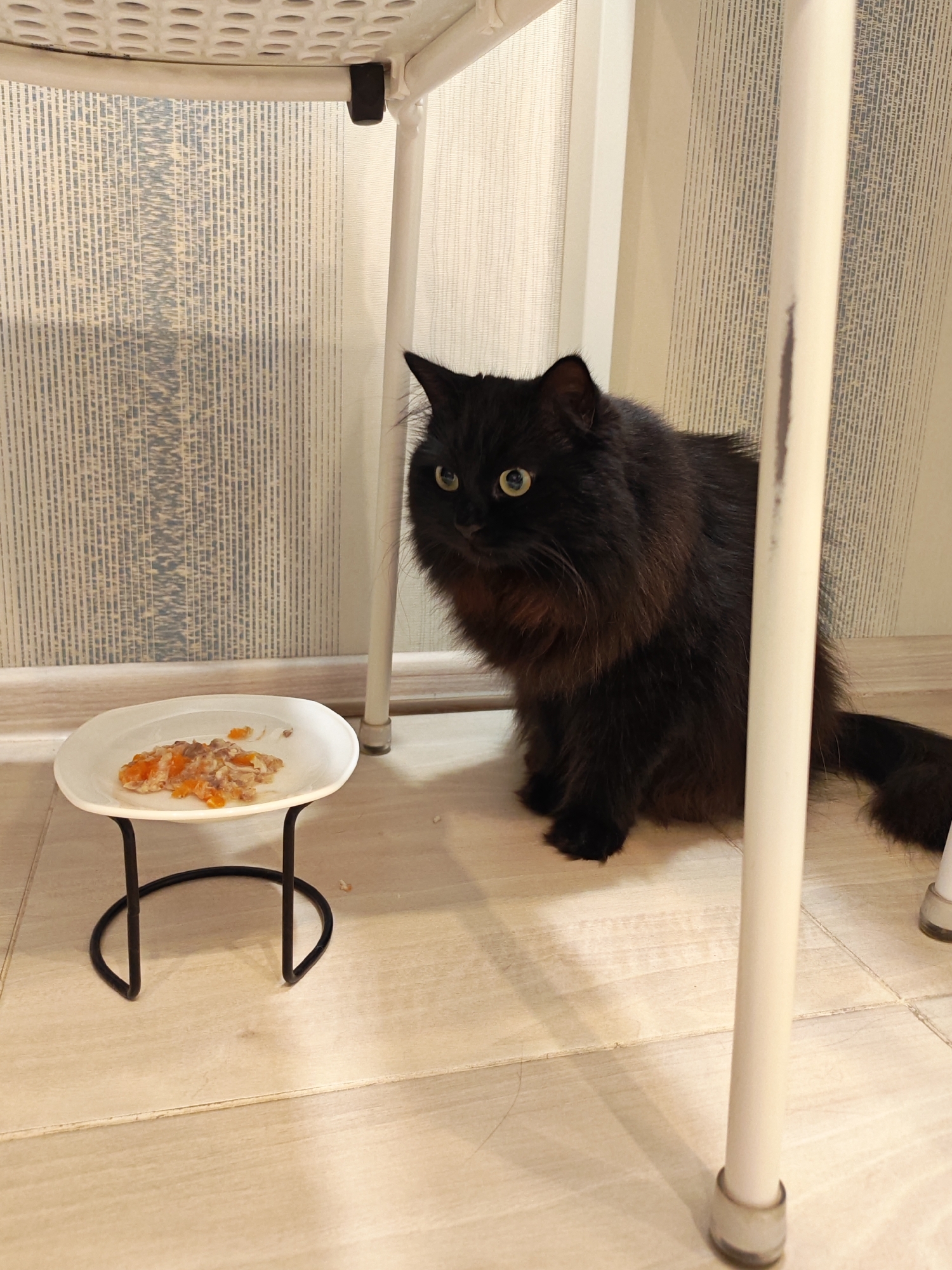 A black, long-haired cat sits on a light-colored floor next to a small white plate of cat food. The plate is elevated on a black metal stand. Behind the cat is a wall with a textured, light-colored wallpaper. The scene is illuminated by artificial light. The image does not provide any information or context related to the city of Bataysk, Russia.