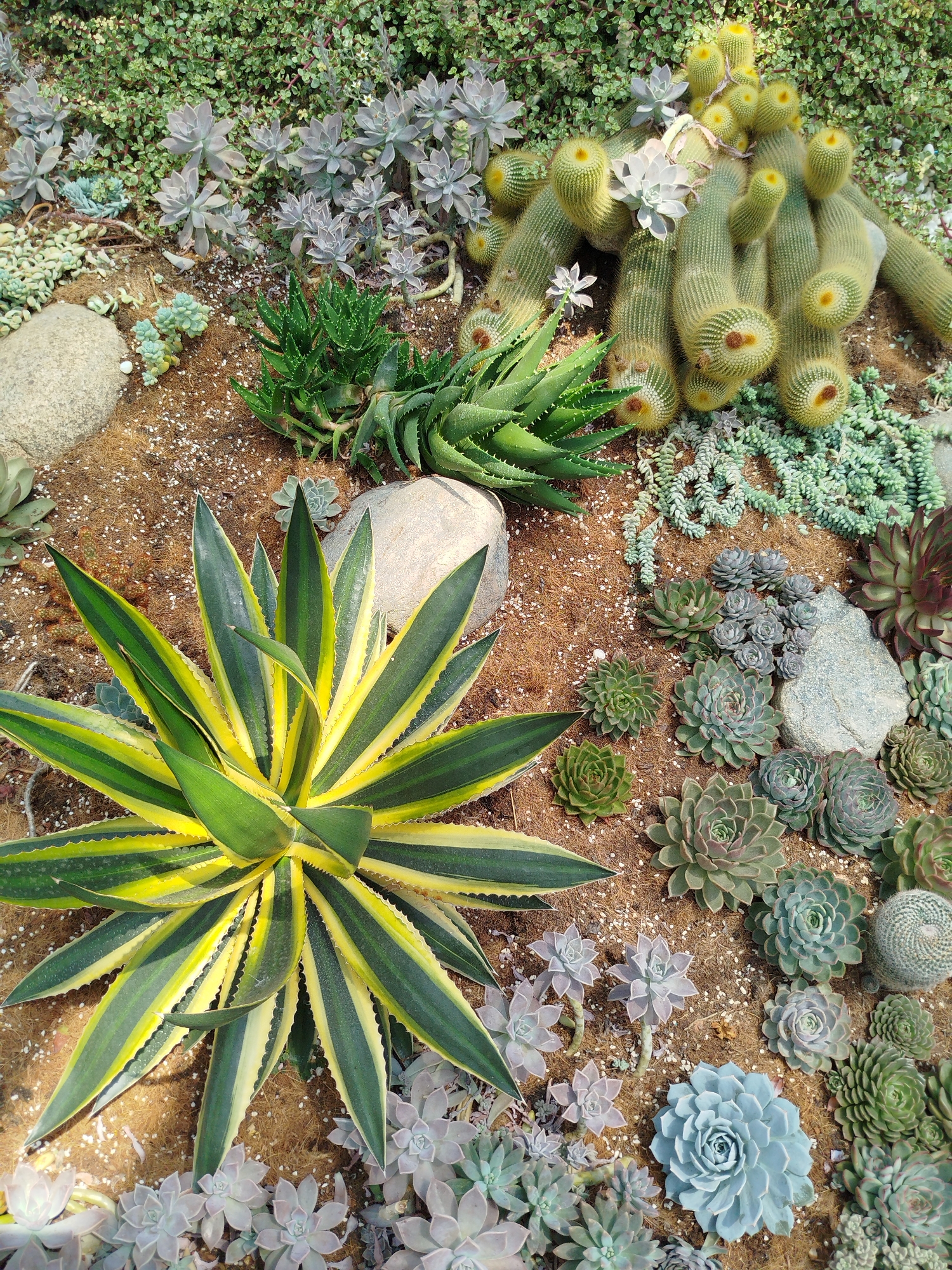 The image depicts a diverse succulent and cactus garden. Prominently featured is a large agave plant with variegated green and yellow leaves. A cluster of cylindrical cacti with yellow tops lies adjacent to various rosette succulents in shades of green, gray, and blue. Stones are scattered throughout the garden as decorative elements. The ground is covered in a brown, granular substrate. The location of the garden is not evident within the image.