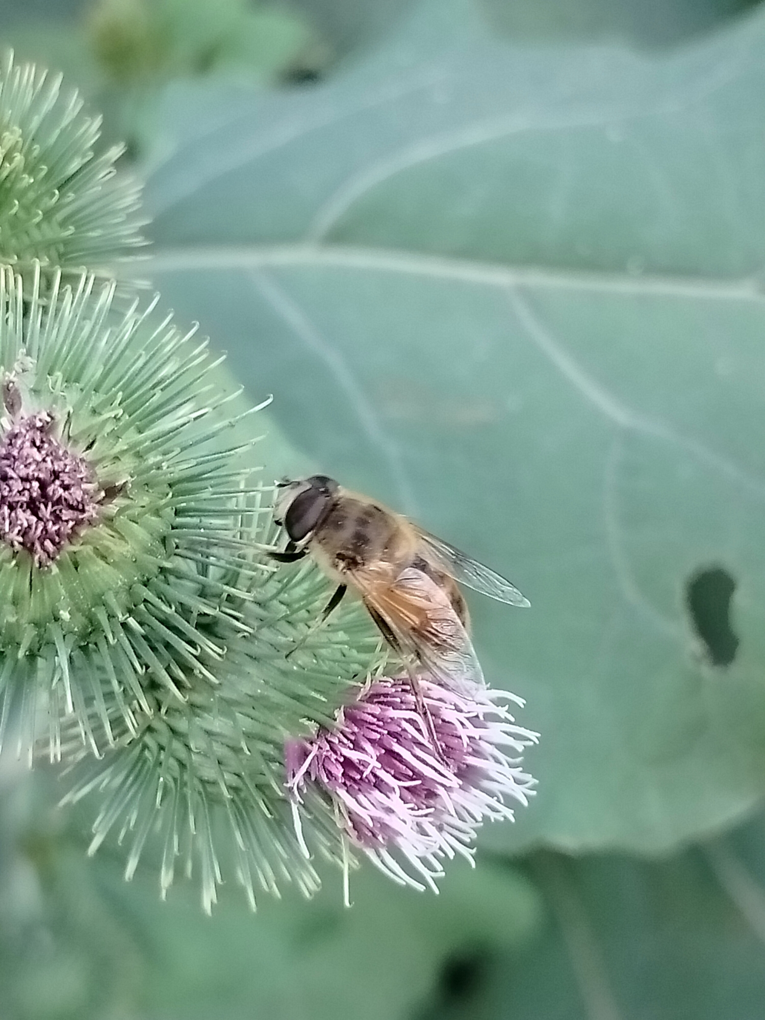 A hoverfly, identified as Eristalis tenax due to its striped abdomen and dark markings on its wings, is perched on a thistle flower. The fly's body is predominantly brown and yellow, with distinct segmented patterns. Its large, compound eyes are prominent. The thistle flower displays spiky green sepals surrounding a cluster of delicate, light purple florets. In the background, a large, muted green leaf with visible veins occupies the right side of the frame, and a dark, amorphous shape is present on its surface. The overall environment appears to be natural and outdoors, possibly a garden or wild area. No specific location within Көлкент, Kazakhstan can be determined from the image alone.