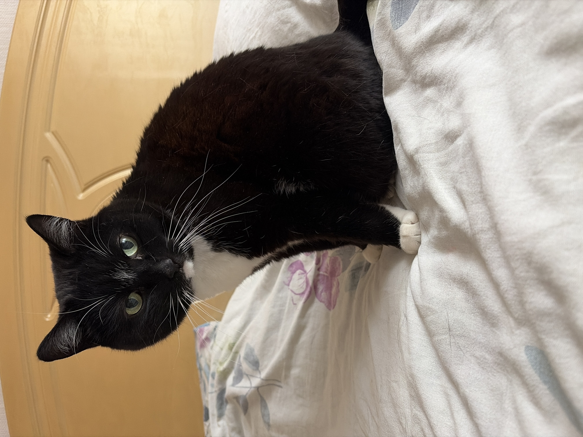 A black and white cat is lying on a white bed with a floral pattern. The cat is positioned on the left side of the frame, partially under the covers. Its head is tilted down and towards the viewer, with its green eyes visible. The cat has white whiskers and a white patch on its chest. The background includes a beige wall, likely indoors. The location of the scene is unknown, and the image provides no information to suggest the city of Chaikovsky, Russia.