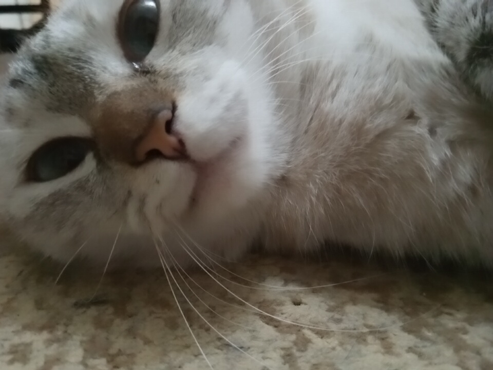 A close-up, low-angle shot shows a white and grey cat lying down on a speckled beige surface, possibly a floor or rug, in Angren, Uzbekistan. The cat's head is tilted, and its eyes are wide open, looking towards the camera. Its whiskers are prominent, fanned out across the lower portion of the image. The cat's fur is soft and fluffy, with grey tabby markings on its face and paws. The background is blurred, suggesting the focus is entirely on the cat.