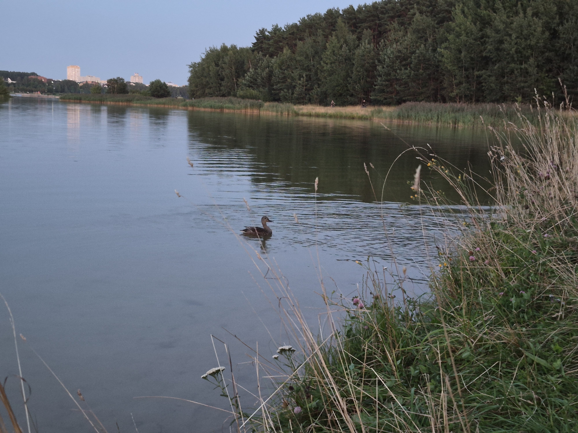 A duck swims in a tranquil lake reflecting a pale sky. On the far shore, a dense forest of evergreen trees borders the water, with a line of reeds in the foreground. In the distance, beyond the trees, several tall, light-colored buildings are visible, suggesting an urban proximity. The foreground is characterized by tall, dry grasses and some green vegetation, including small pink and white flowers, with the lake occupying the majority of the image space. The scene appears to be located on the outskirts of Minsk, Belarus, possibly near a recreational area by the water.