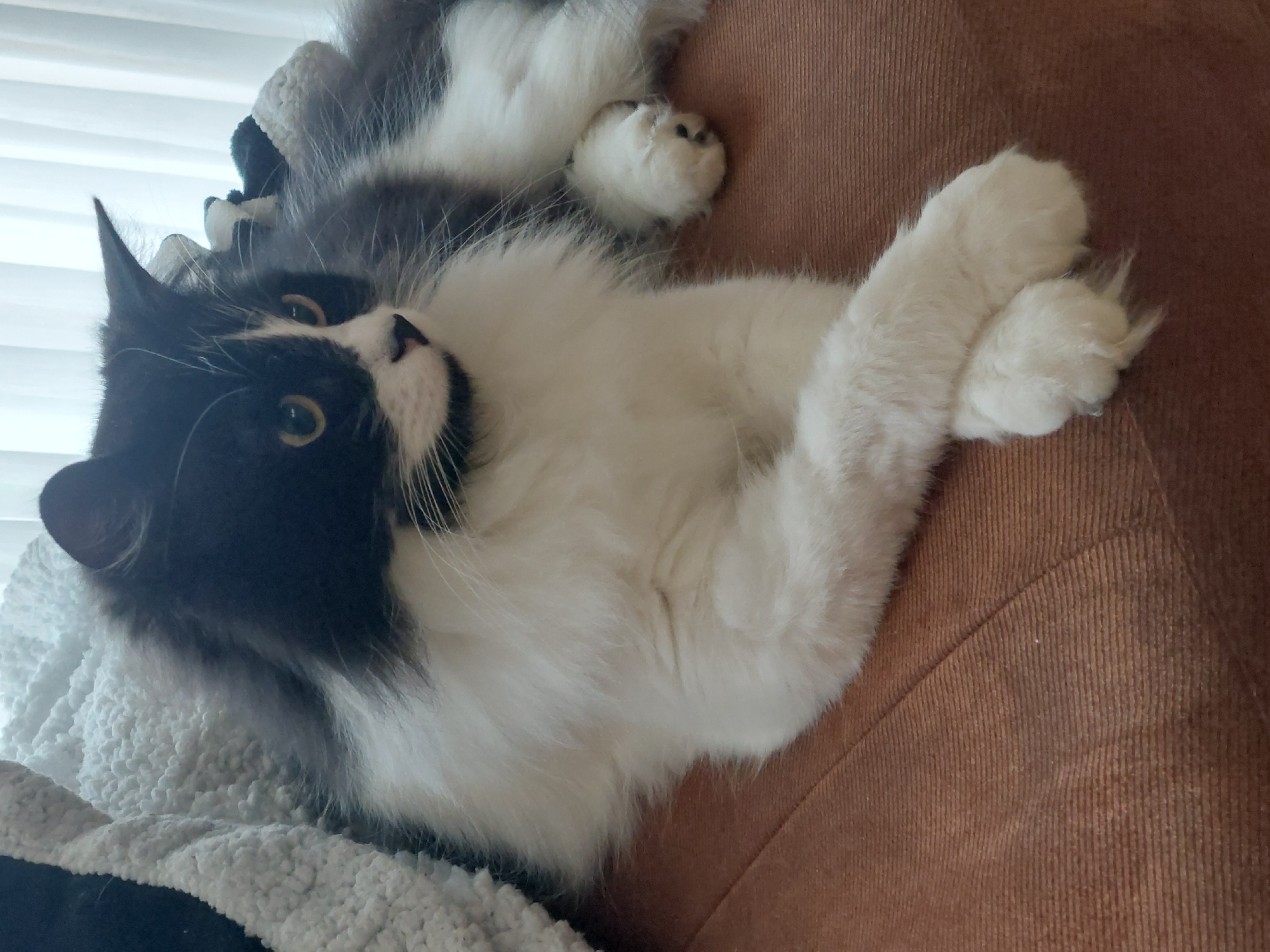 A fluffy, long-haired tuxedo cat, predominantly black and white, is captured lying on its back in an indoor setting. The cat's head, ears, and parts of its back are black, contrasting with the soft, white fur covering its chest, belly, and paws. It has bright, light-colored (yellow/greenish) eyes and long white whiskers, looking upwards and slightly towards the viewer with an alert and curious expression. One pointed black ear is clearly visible.
The cat's front paws are bent and tucked close to its body, while its back paws are extended and gracefully crossed. It rests partly on a textured, brownish-orange ribbed fabric, which appears to be a sofa or armchair. To its left and underneath its head, there's a thick, white fluffy blanket or throw, likely made of sherpa or fleece material, with a hint of darker fabric beneath it. In the upper left background, white window blinds are visible, indicating the presence of a window and natural light, suggesting it is daytime. The scene conveys a relaxed and comfortable atmosphere for the cat, presumably within a home in Plovdiv, Bulgaria. No visible text is present in the image.