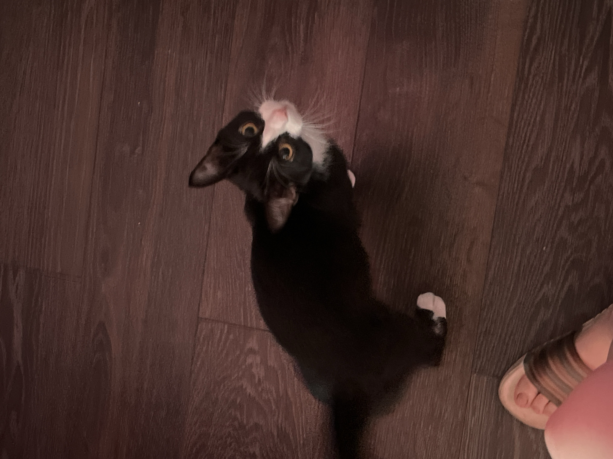 A medium, high-angle shot shows a black and white tuxedo cat with yellow eyes looking up at the camera. The cat is standing on a dark brown wooden floor. The cat's head is tilted back, with its mouth slightly open. A glimpse of a human foot in a sandal is visible at the right edge of the frame. There is no indication that this photo was taken in Saint Petersburg, Russia.