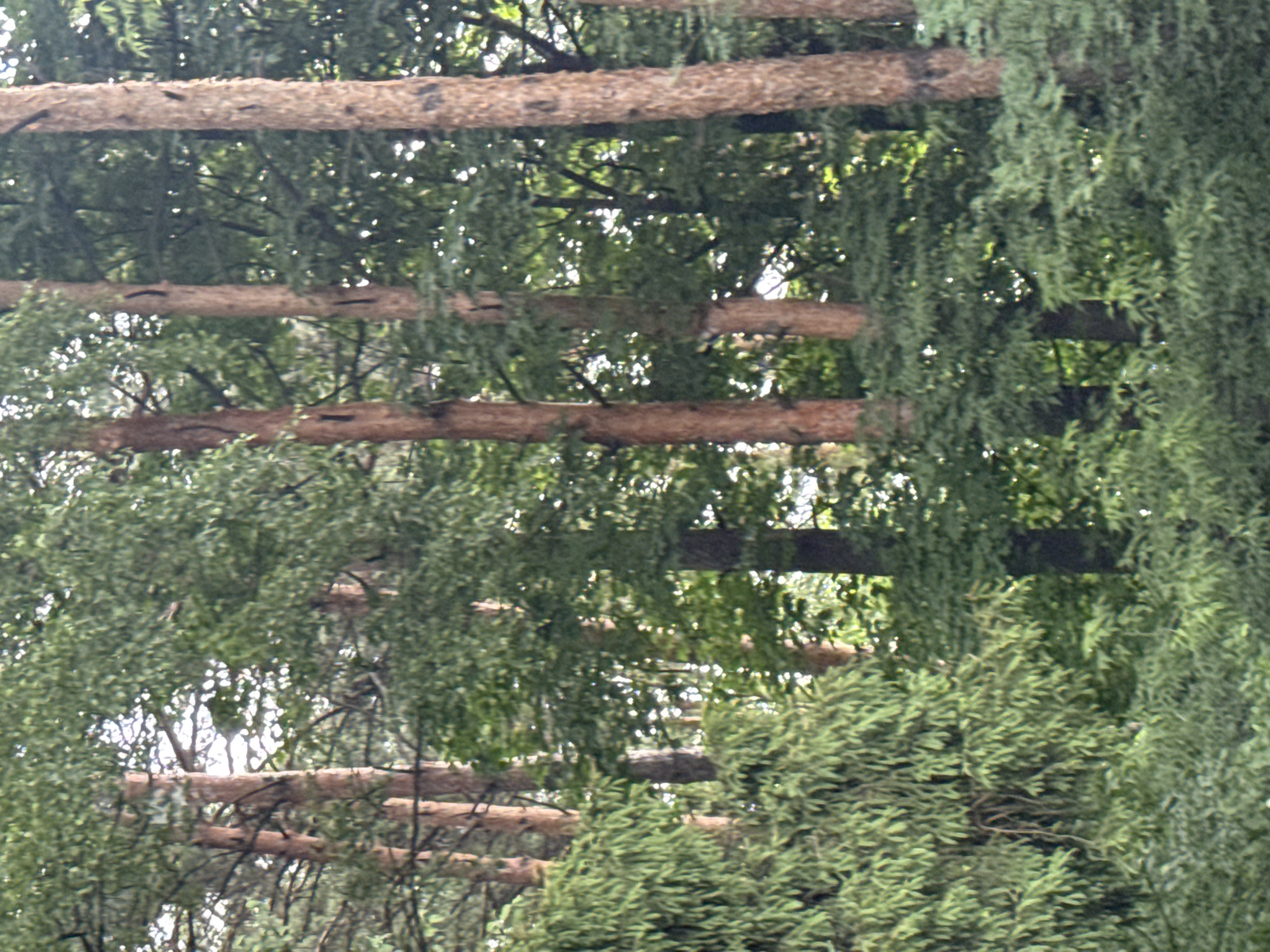 A forest scene, likely a park or woodland area, displays a dense canopy of green foliage with several tall, slender trees featuring reddish-brown bark. The trees are interspersed with lush greenery and branches creating a somewhat obscured view of the background. There are no people or animals visible in the image. The lighting suggests it is daytime with some sunlight filtering through the leaves. This image depicts a natural setting common in many forested areas.