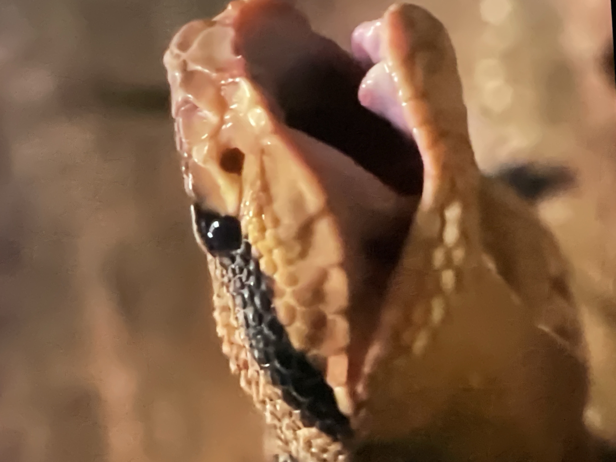 The image shows a close-up of a snake's head, with its mouth open, revealing its tongue and fangs. The snake appears to be a venomous species, possibly a rattlesnake, given its patterned scales and the prominent fangs. The background is blurred and appears to be a natural environment, with earthy tones. There is no indication of the image being taken in Pattaya City, Thailand.