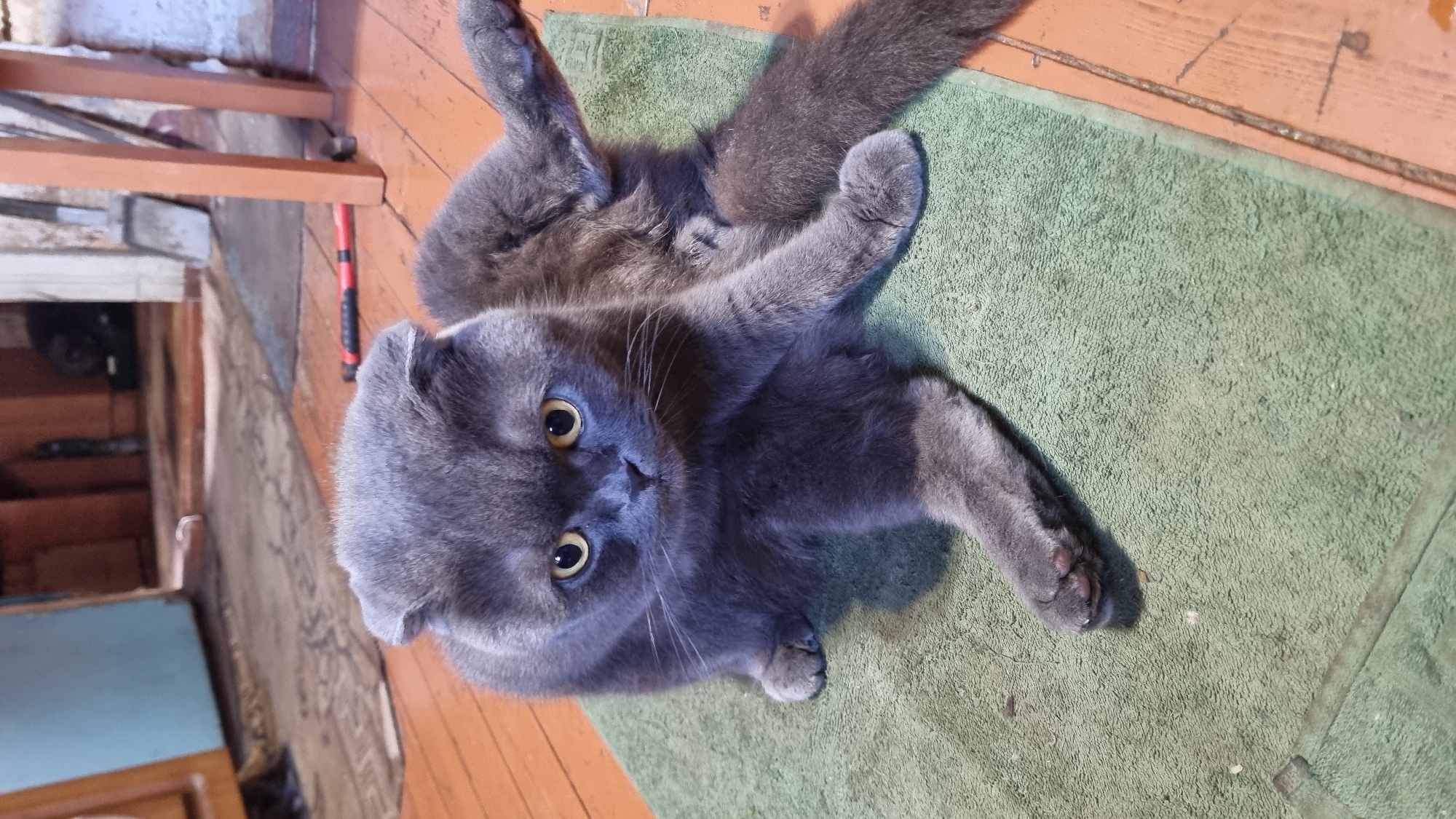 A grey Scottish Fold cat with yellow eyes sits on a green towel on a wooden floor. The cat is looking directly at the camera with its head tilted slightly. Its front paws are resting on the towel, and its back legs are splayed out to the sides. The background is blurred but appears to be an indoor setting with wooden furniture and walls.