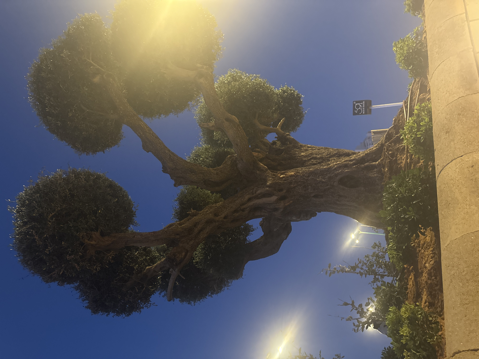 A large, ancient olive tree with a thick, gnarled trunk and a rounded canopy of dark green leaves is lit by a bright yellow light source, possibly a streetlamp or the setting sun, which casts a strong glare on the right side of the image. The tree is positioned on a raised mound of soil and decorative shrubs, with a concrete barrier in the foreground. In the background, the deep blue sky is visible, along with several streetlights. To the right of the tree, a sign with the text "59° BEACH HOUSE" is mounted on a white pole. The scene appears to be in a public outdoor space in Netanya, Israel.