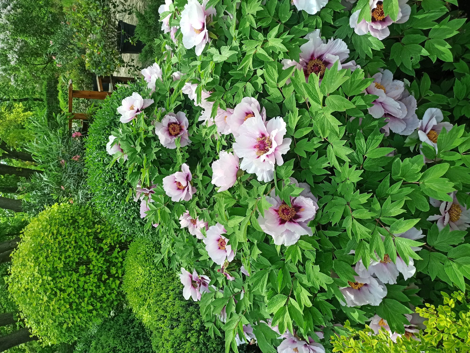 The image depicts a lush garden with a variety of plants and flowers. The foreground features a dense bush with numerous pink and white blossoms, surrounded by vibrant green leaves. Adjacent to this bush is another section of greenery with a more rounded, shrub-like appearance. In the background, there's a glimpse of a wooden bench and more foliage, suggesting a well-maintained outdoor space. The scene appears to be a natural setting within an urban environment.
