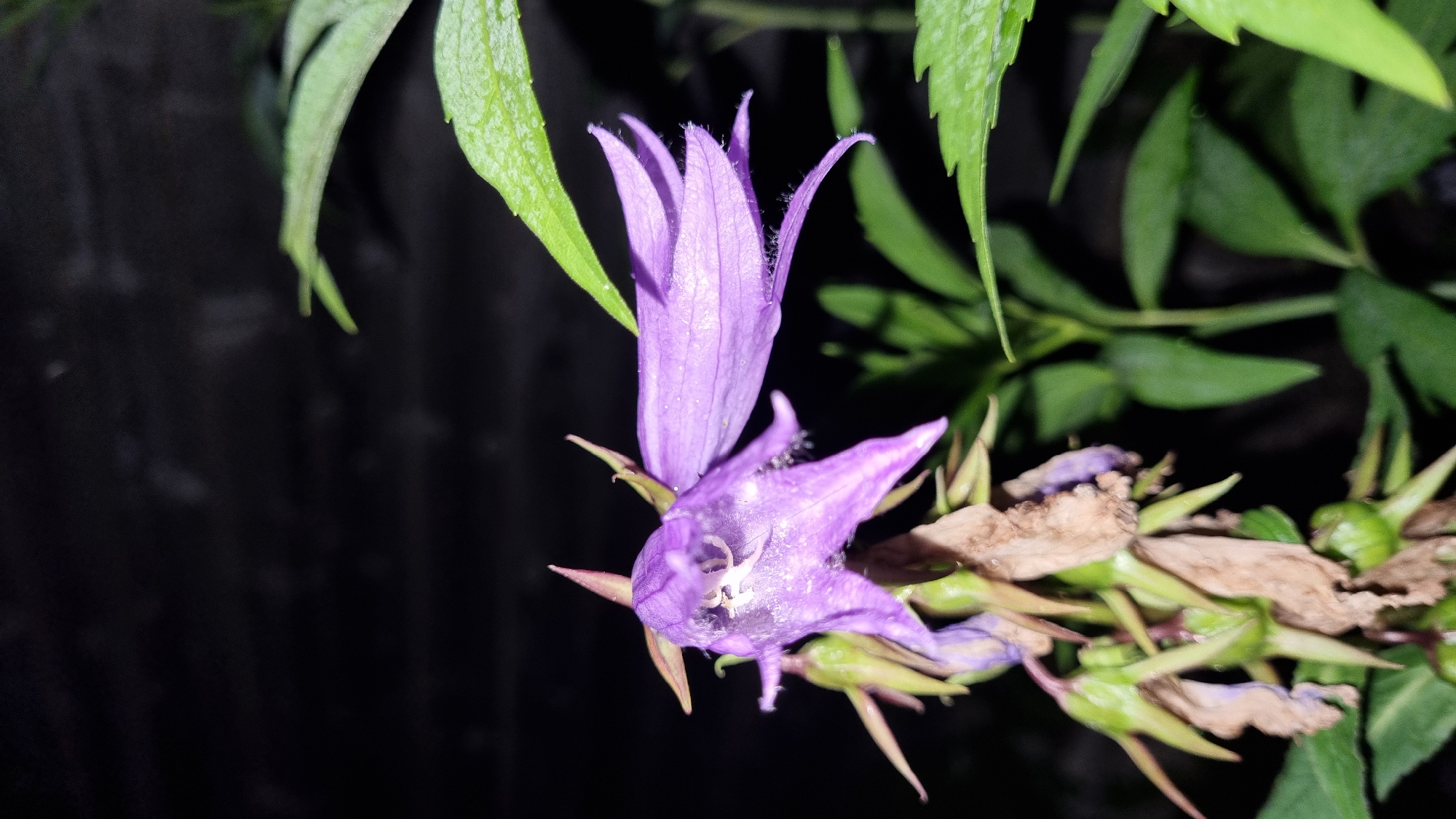 A purple bell-shaped flower with serrated petals is in focus, positioned slightly to the left of center. The flower appears to be wet, with small droplets visible on its surface. Surrounding the flower are green leaves and some dried, brown plant matter. The background is dark and out of focus, suggesting it might be nighttime or a dimly lit environment. The image was taken in Vysokoe, Russia.