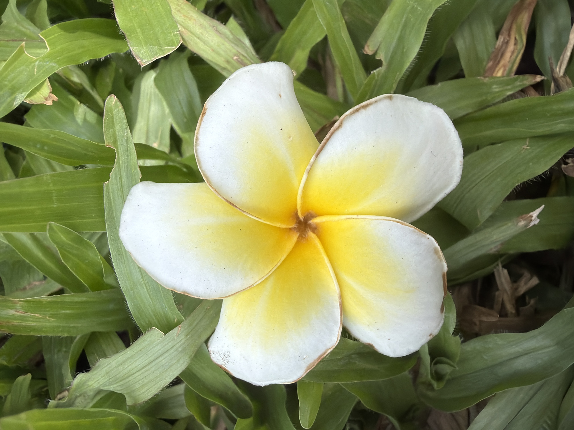 A close-up, top-down shot shows a single plumeria flower with white petals that transition to yellow in the center, set against a background of lush green grass. The flower appears to be centered in the frame, with its five petals fanning out. The grass blades are varied in their focus, some sharp and in focus, others softly blurred. The lighting suggests it is daytime, with soft, natural light illuminating the scene. There are no people or animals visible in the image. The scene is likely an outdoor garden or park setting.