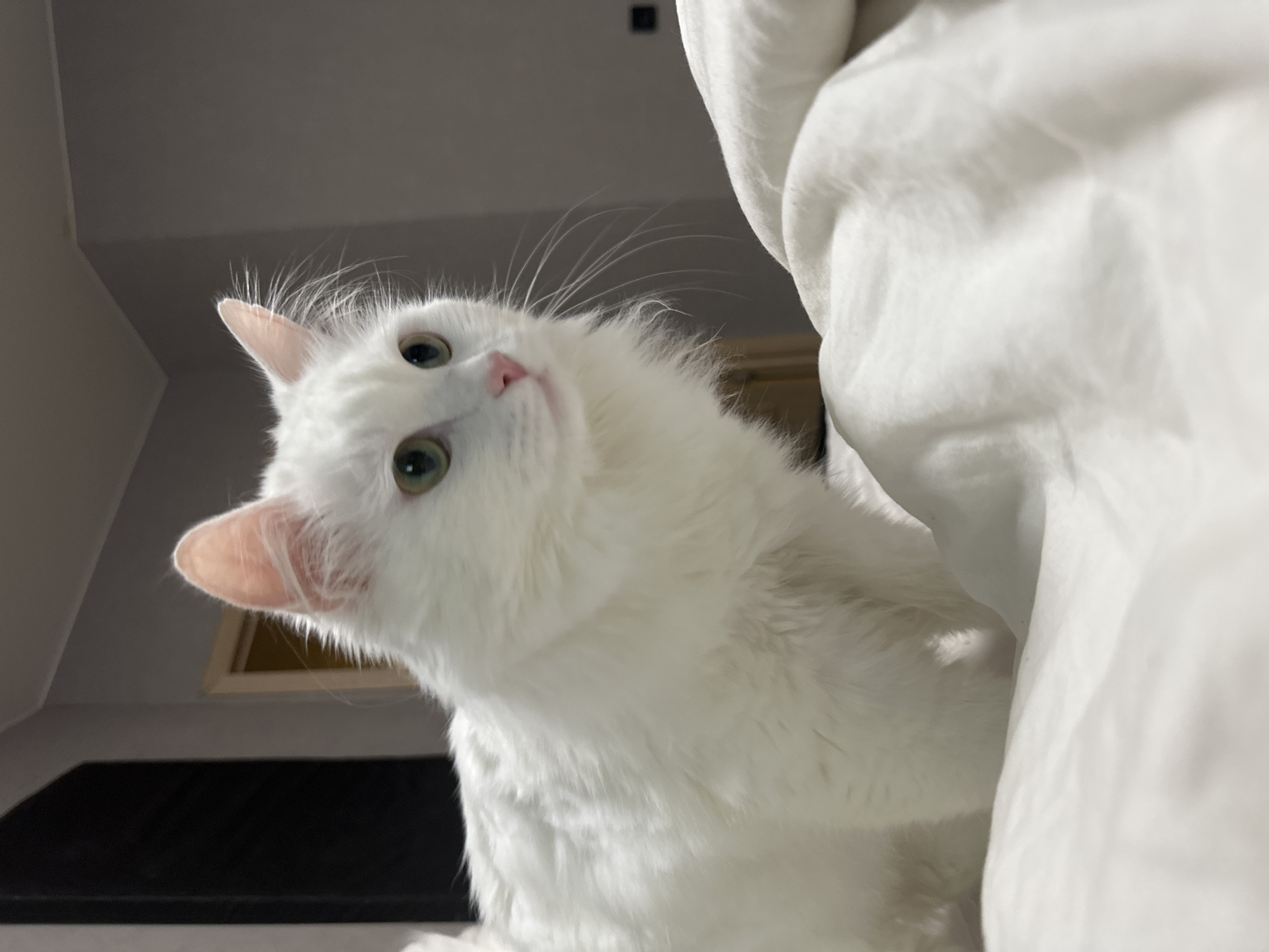 A long-haired white cat with green eyes and a pink nose is positioned on a white, rumpled surface, likely a bed or sofa. The cat is facing to the right, with its head tilted slightly. In the background, a dark vertical object, possibly a door or wardrobe, is visible on the left, and a doorway with a light-colored frame is on the right. The wall appears to be a neutral gray. The lighting suggests an indoor environment, possibly a bedroom. There is no identifiable location within the city of Omsk, Russia.