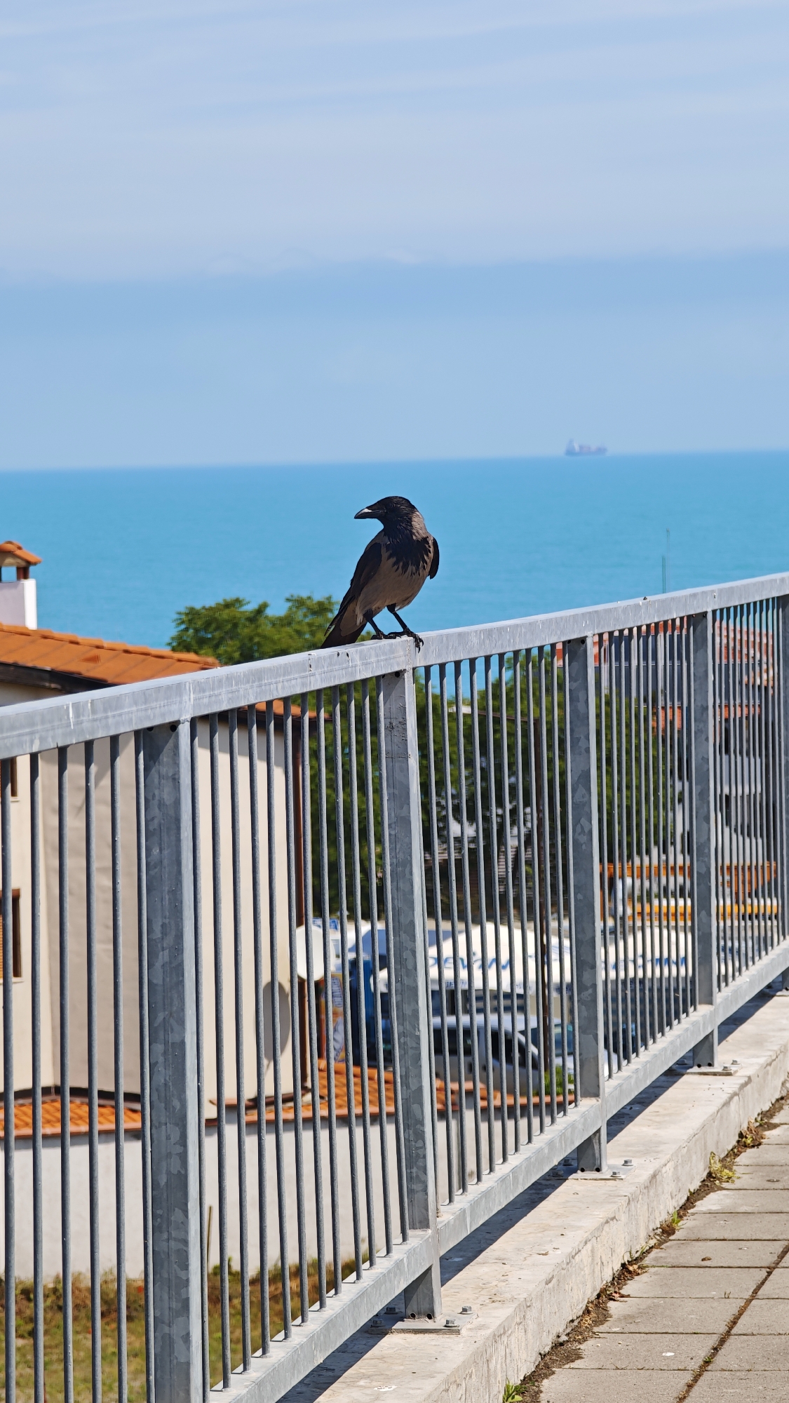 A hooded crow is prominently featured, perched on a gray metal railing in the foreground, facing towards the left side of the frame with its head slightly turned. The crow exhibits its characteristic two-toned plumage, with a dark head, throat, wings, and tail, contrasting with a lighter gray body. The railing, made of sturdy gray metal with vertical bars, runs diagonally across the lower and middle sections of the image, separating a paved concrete pathway in the bottom right from the scenery beyond.
In the midground, terracotta-tiled rooftops of buildings and vibrant green trees are visible, hinting at a coastal town setting. Further in the background, a vast expanse of calm, brilliant turquoise sea dominates, meeting a clear, bright blue sky at the horizon. A faint silhouette of a large ship or vessel can be observed on the distant sea, closer to the horizon line. The scene is brightly lit by natural sunlight, indicating a clear, sunny day. The overall impression is that of a bird observing the tranquil coastal environment. No legible text is visible in the image.
