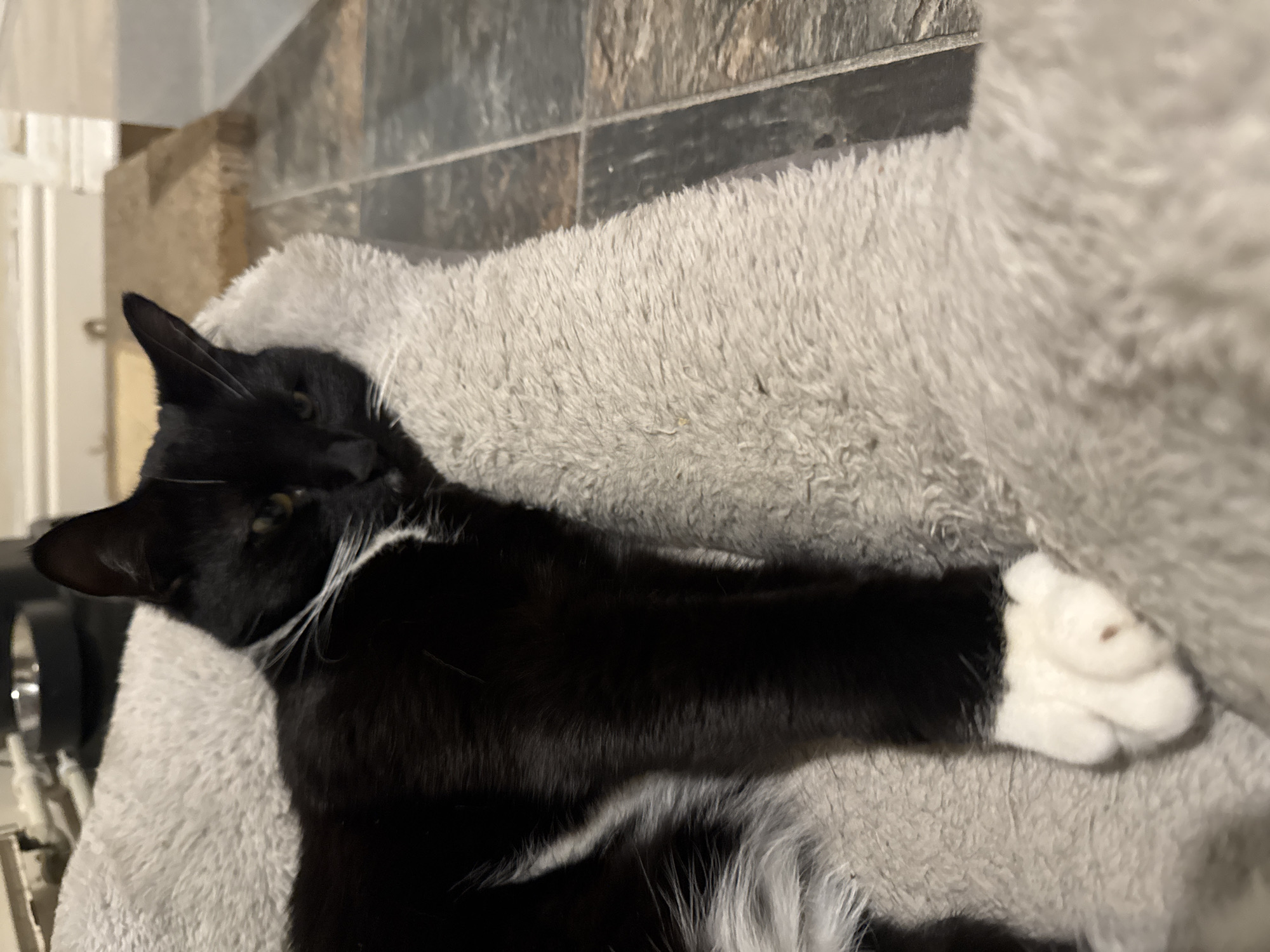 A black and white tuxedo cat is depicted resting on a light grey, shaggy-textured pet bed in an indoor environment located in Desborough, United Kingdom. The cat's body is elongated, with its head supported by the elevated edge of the bed. Its left front paw, entirely white, is visible in the lower left portion of the frame. The cat's yellowish-green eyes are partially open, with the left eye appearing slightly narrowed, and its gaze is directed towards the viewer. White whiskers are prominent on its muzzle. In the upper left background, a portion of a dark, metallic bowl is discernible. The flooring to the right and rear of the cat consists of dark, multi-toned rectangular tiles, resembling stone or slate. A light-colored skirting board or lower wall section is visible along the back edge of the room.