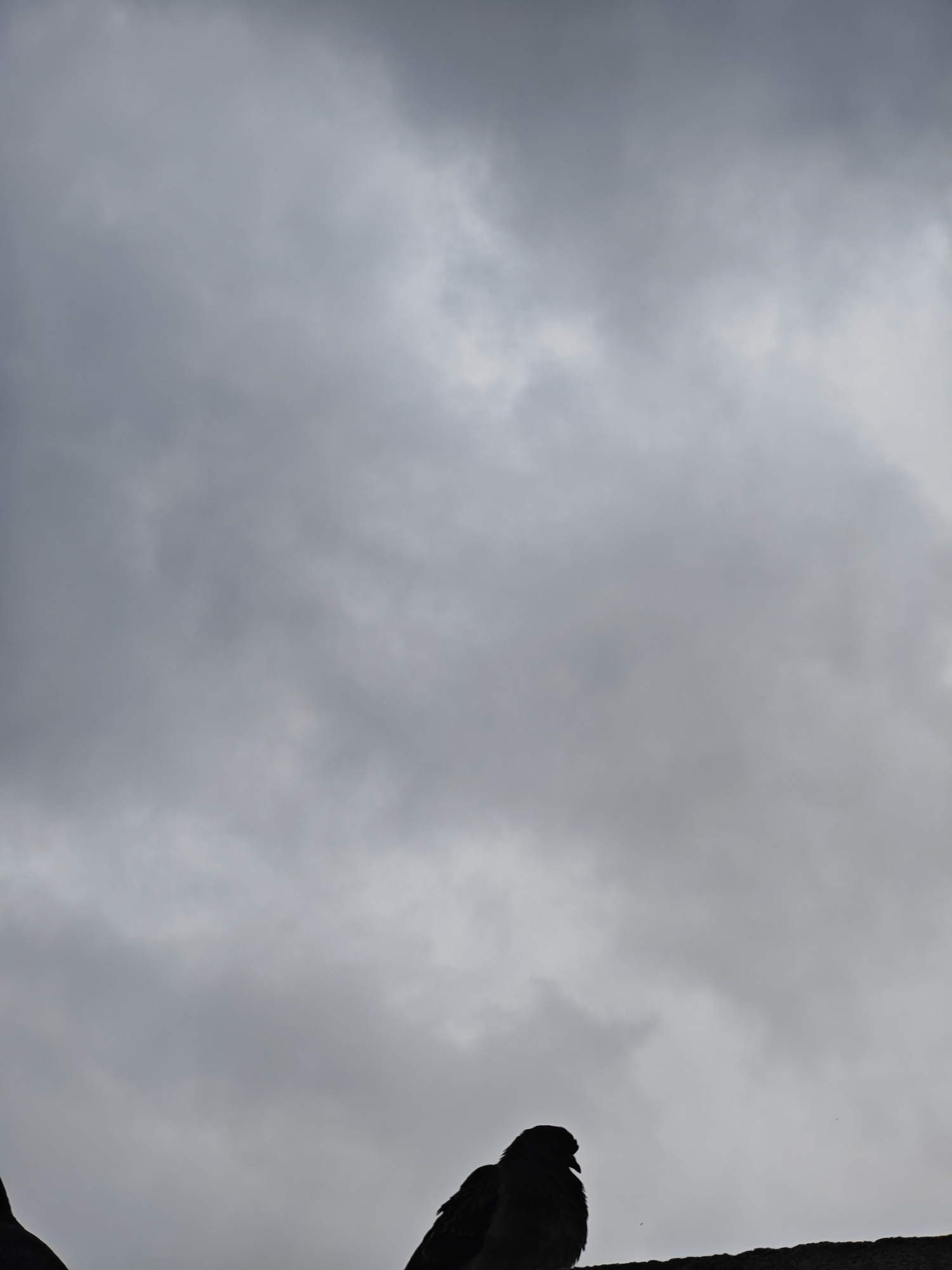 The image depicts a silhouette of a bird against a cloudy sky. The bird appears to be perched on a ledge or roof. The sky is overcast and grey.