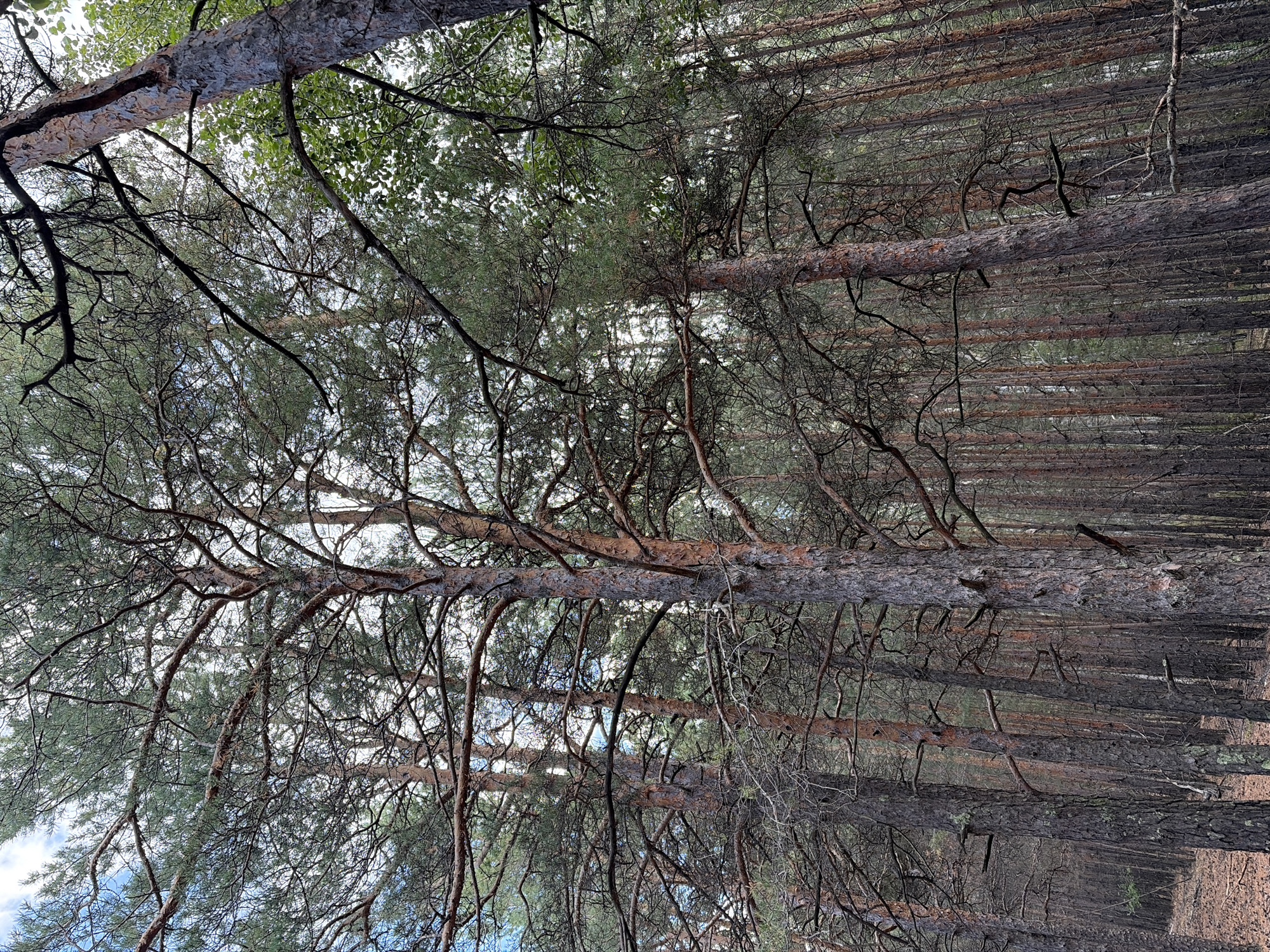 The image depicts a dense pine forest with tall, slender trees. The ground is covered in pine needles and some fallen leaves, indicating a natural woodland setting. The sky is visible through the canopy, with some clouds present. The overall impression is one of a tranquil, untamed forest, likely located in a rural or natural area.