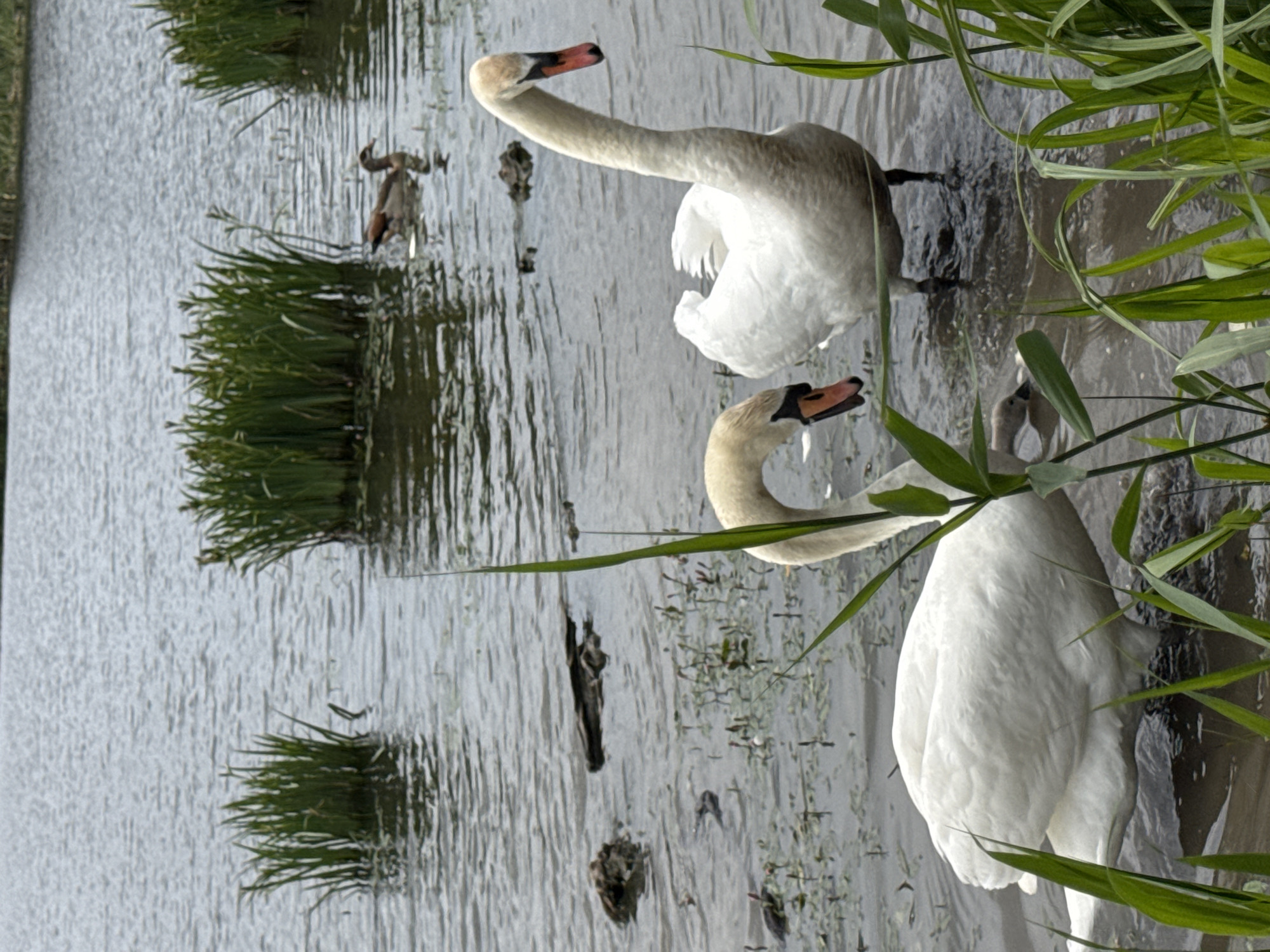 The image displays a tranquil aquatic scene featuring three swans and a duck within a body of water, likely a lake or pond, in the city of Unknown, Unknown. In the immediate foreground and mid-ground, two adult Mute swans, distinguished by their white plumage and prominent orange-and-black bills, occupy the shallow water. The swan on the right stands partially submerged, its head turned left, facing the other swan. The swan on the left has its head lowered into the water, appearing to feed, with only its upper body and neck visible, partially obscured by foreground reeds. Between these two adult swans, a smaller, white cygnet is partially visible, also with its head down, presumably feeding. Further back in the mid-ground, on the right, a solitary duck with mottled brown and grey plumage swims. The water's surface is calm with subtle ripples, reflecting a muted, overcast sky. Scattered clumps of tall, green reeds and aquatic grasses grow at various points in the water, particularly dense in the foreground and mid-ground. Several dark, indistinct objects, possibly submerged logs or debris, are visible on the water's surface in the left mid-ground. The overall lighting is soft and diffused, characteristic of a cloudy day.