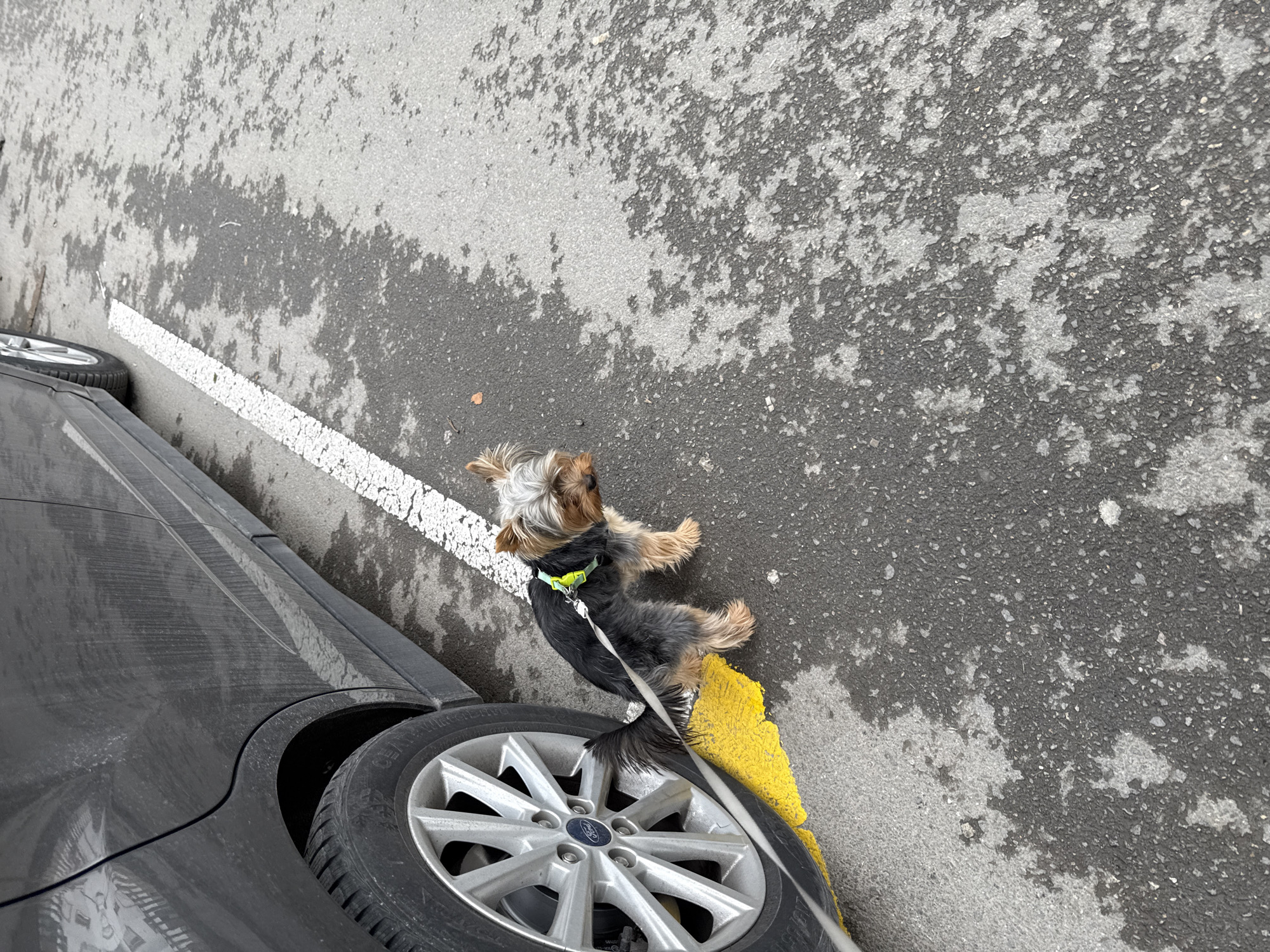 A Yorkshire Terrier stands beside the front wheel of a dark grey car, parked adjacent to a white painted line on asphalt. The surface appears textured and weathered. A section of yellow curb is visible beside the car wheel and the dog. The environment consists of an asphalt surface. The location is not discernible from the image.