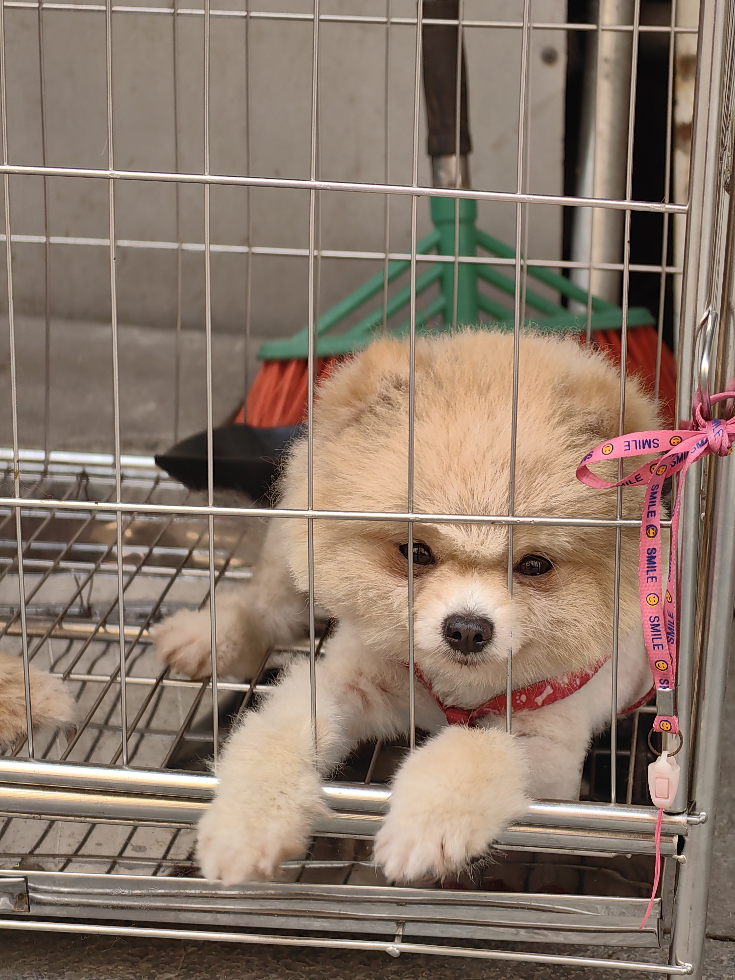 A small, light-brown and white Pomeranian dog is inside a metal cage in Bai Chay Ward, Vietnam. The dog is wearing a red collar and resting its paws on the bottom of the cage. A pink leash with the word "SMILE" is tied to the side of the cage. Behind the dog and partially visible through the cage is a broom with a green base and red bristles. The cage is positioned on a gray surface.