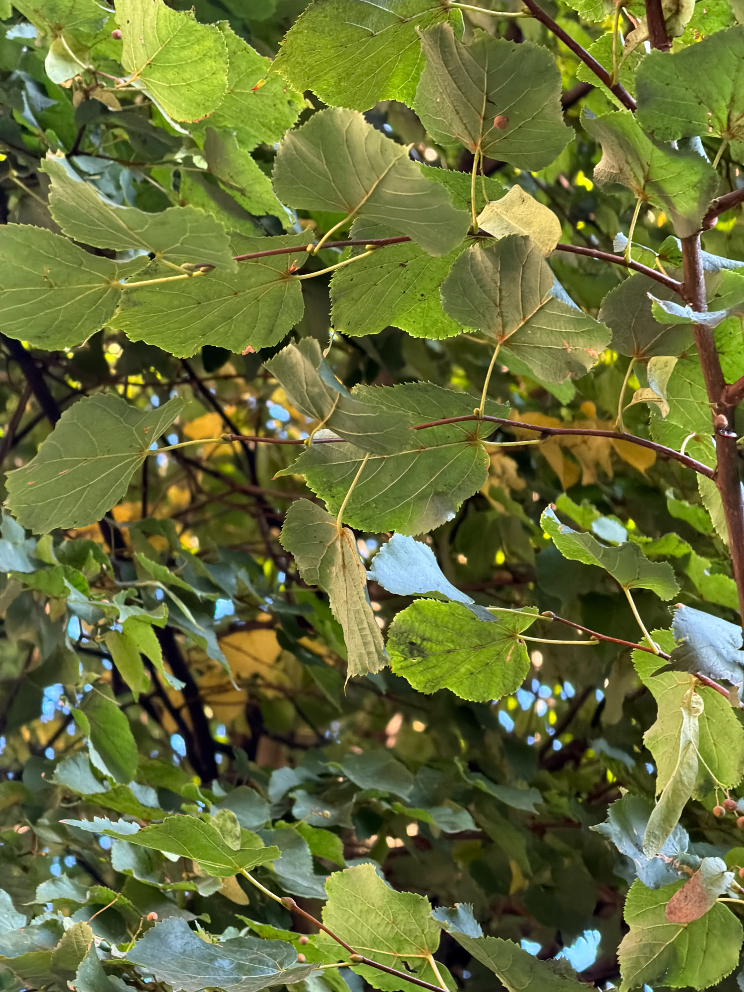 The image is a close-up, eye-level, outdoor shot of a leafy tree branch. The leaves are a vibrant green, some appearing slightly wilted, and are arranged densely on thin brown branches. The background is a blurred mix of more green leaves, with patches of yellow and blue visible, suggesting sunlight filtering through the canopy and possibly the sky. There are no people or discernible man-made objects in the frame. The lighting suggests it is daytime, with the sun casting dappled light.