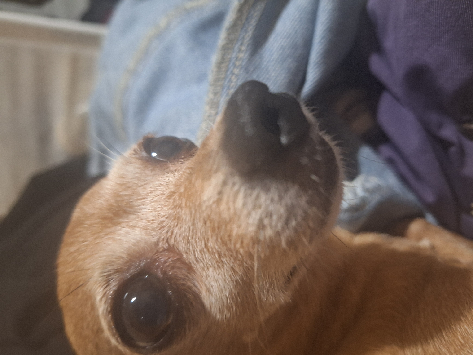 The image is a close-up, eye-level shot of a small, light-brown dog with large, dark eyes and a wet, black nose. The dog is positioned in the center of the frame, facing to the right. Its fur appears short and somewhat tousled. The background is out of focus and consists of various fabric textures and colors, primarily shades of blue and purple, suggesting a domestic setting. The lighting is dim and appears to be artificial, casting soft shadows. No specific location in Varna, Bulgaria, can be identified from this image.