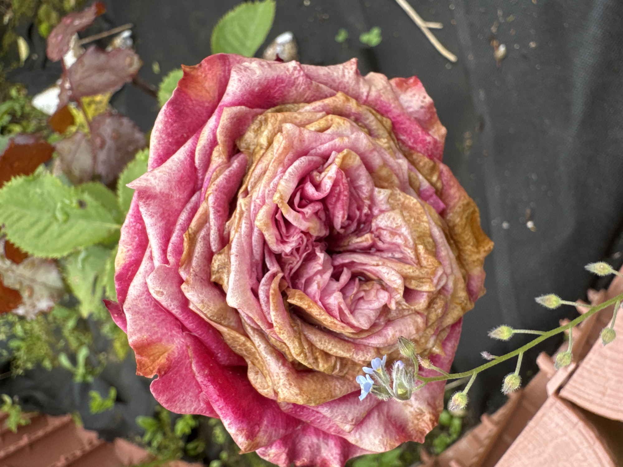 A close-up, overhead shot captures a wilting pink rose with a prominent brown center. The petals are curled and dry, indicating the rose is past its prime. In the lower left corner, a delicate stem with small blue flowers and unopened buds emerges from the rose's side. The background is out of focus, showing greenery, a dark ground cover, and some reddish-brown leaves. The scene appears to be in an outdoor garden setting.