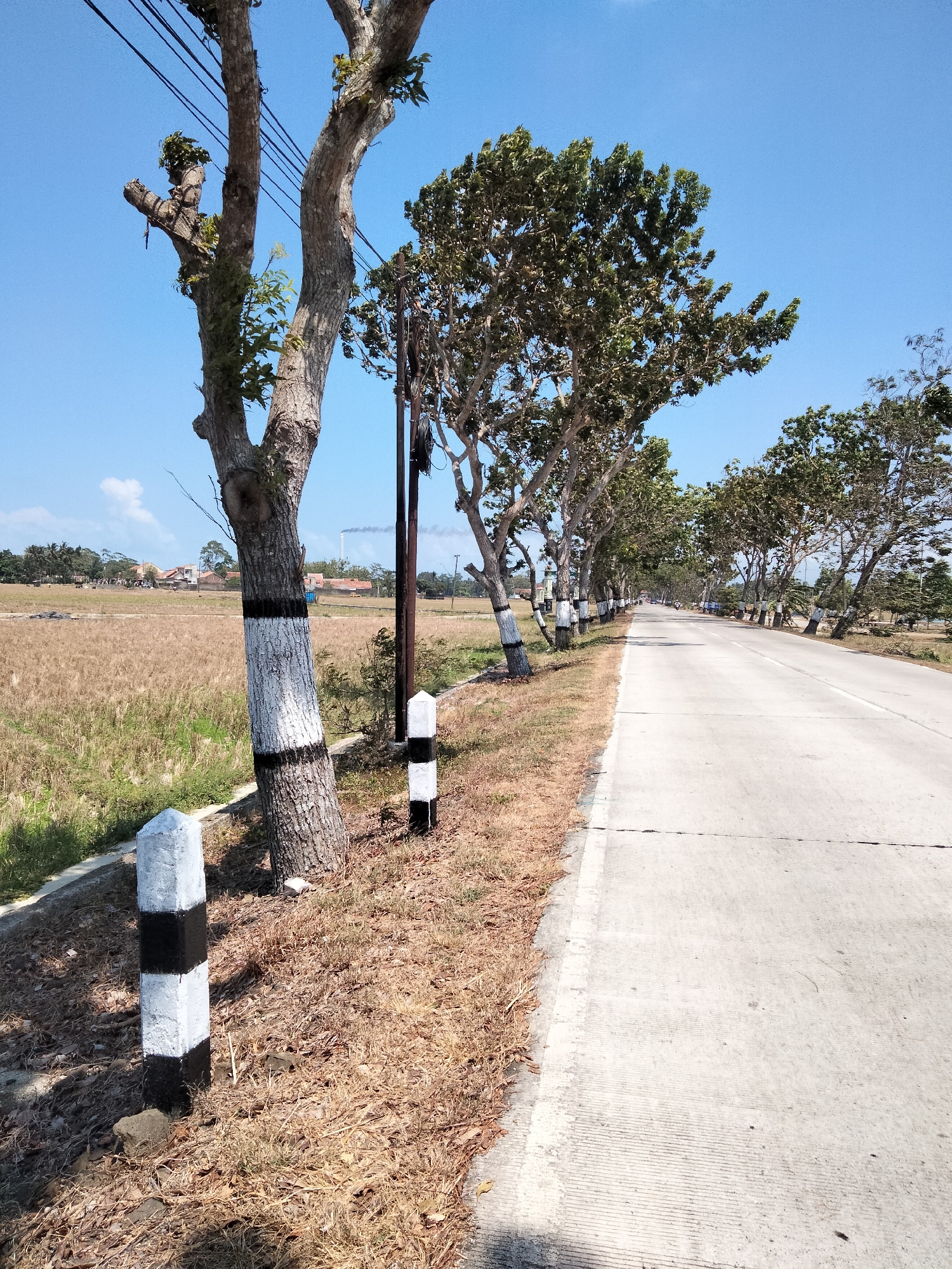 The image depicts a tree-lined road in Adireja Kulon, Indonesia. On the left side of the paved road, a dry, golden field stretches out, with a few scattered buildings and trees in the distance. The road itself is concrete, with visible expansion joints and a white line marking the center. Along the edge of the road, a row of trees with rough bark and sparse green foliage stand. Some of these trees have their lower trunks painted with alternating black and white bands. Black and white striped concrete markers are also visible near the trees. Overhead, dark electrical wires run along the side of the road. The sky is a clear, bright blue. In the background, a plume of dark smoke rises from a factory chimney.