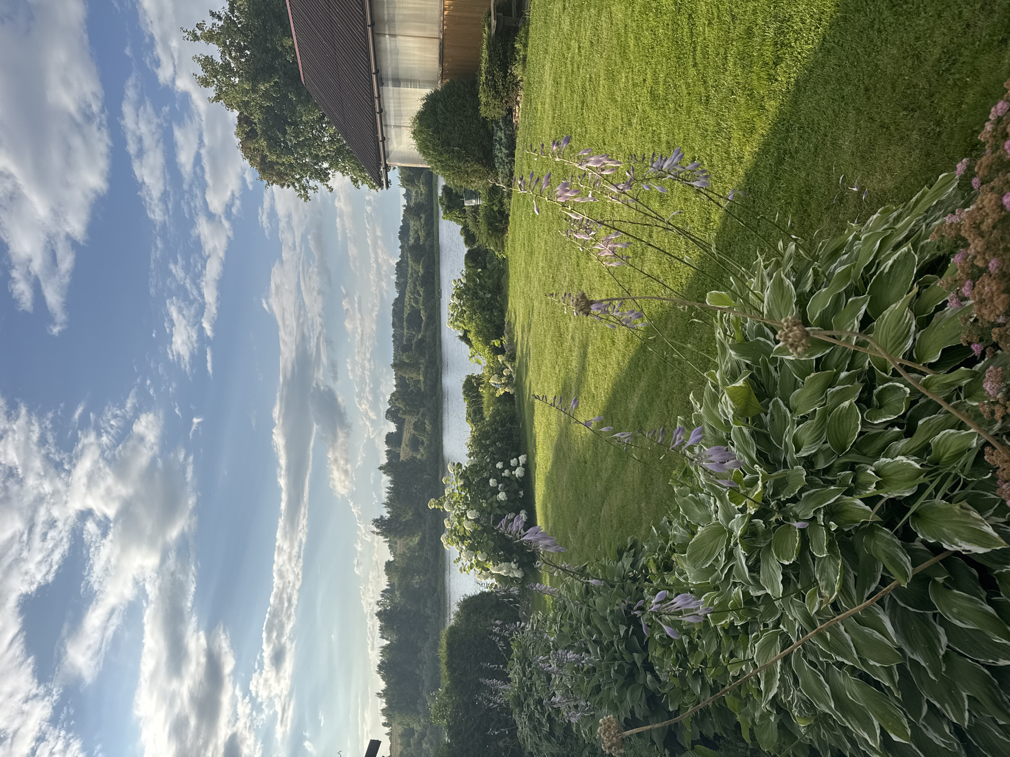 The image shows a lush green backyard garden with a river in the background. The garden features various plants, including hostas with variegated leaves and tall spikes of purple flowers. There is also a large white hydrangea bush. Beyond the garden, a calm river is visible, lined with trees. The sky is blue with scattered white clouds. To the right of the image, a portion of a brown-roofed building with a screened-in porch is visible. The scene appears to be set in a rural or suburban area, possibly in Sitno, Russia, given the architectural style of the house and the natural landscape. The lighting suggests it is late afternoon or early evening, with soft sunlight casting shadows across the lawn. No people are present in the image.