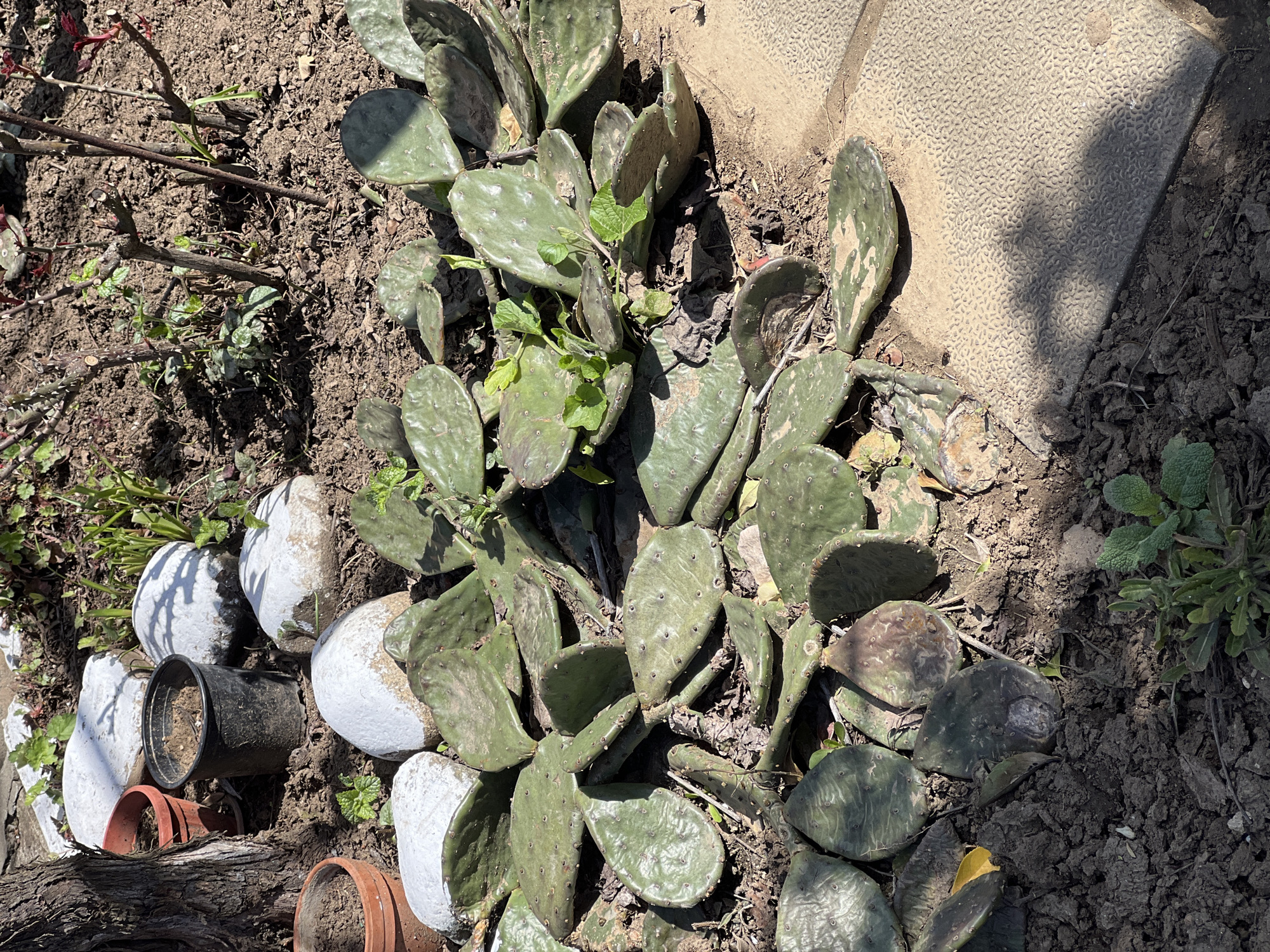 The image depicts a patch of prickly pear cactus growing in soil adjacent to a paved surface in Lyubenovo, Bulgaria. The cactus is a clump of green pads, some showing brown or mottled discoloration. Around the cactus, there are white painted rocks, empty planting pots of black and terracotta color, and other ground cover vegetation. Bare branches and stems are visible in the background to the left. The area is exposed to sunlight. The soil is dark brown and somewhat disturbed.