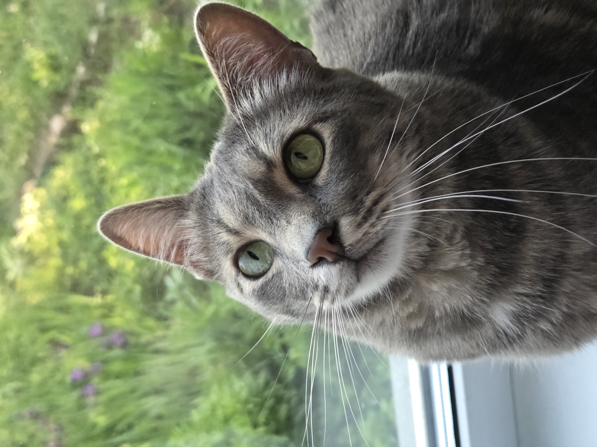 A gray tabby cat is pictured from a low angle, looking slightly upwards towards the viewer. The cat has green eyes, a pink nose, and long white whiskers. The background is blurry, with green foliage visible, suggesting an outdoor scene. The cat appears to be indoors, possibly sitting on a windowsill.