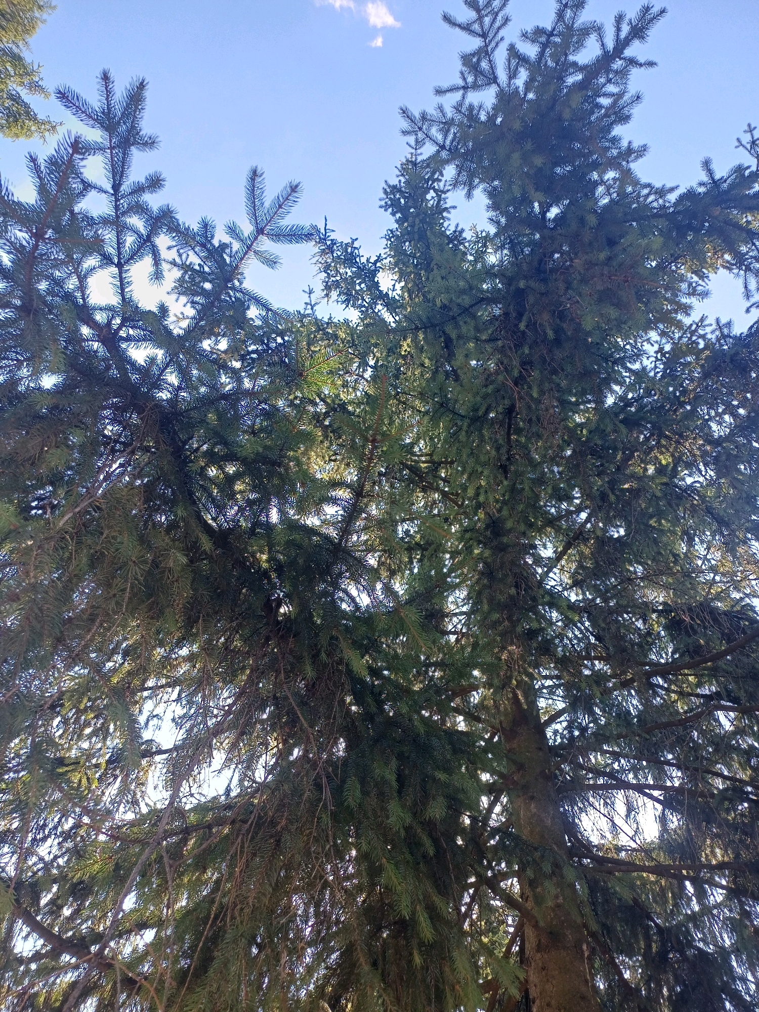 A low-angle view of a dense evergreen tree canopy against a bright blue sky with scattered white clouds. The tree's branches are laden with dark green needles and some dead, brown foliage is visible. Sunlight filters through the branches, creating a dappled effect. The trunk of the tree is thick and textured. The scene is likely outdoors in a natural setting, possibly a park or forest.