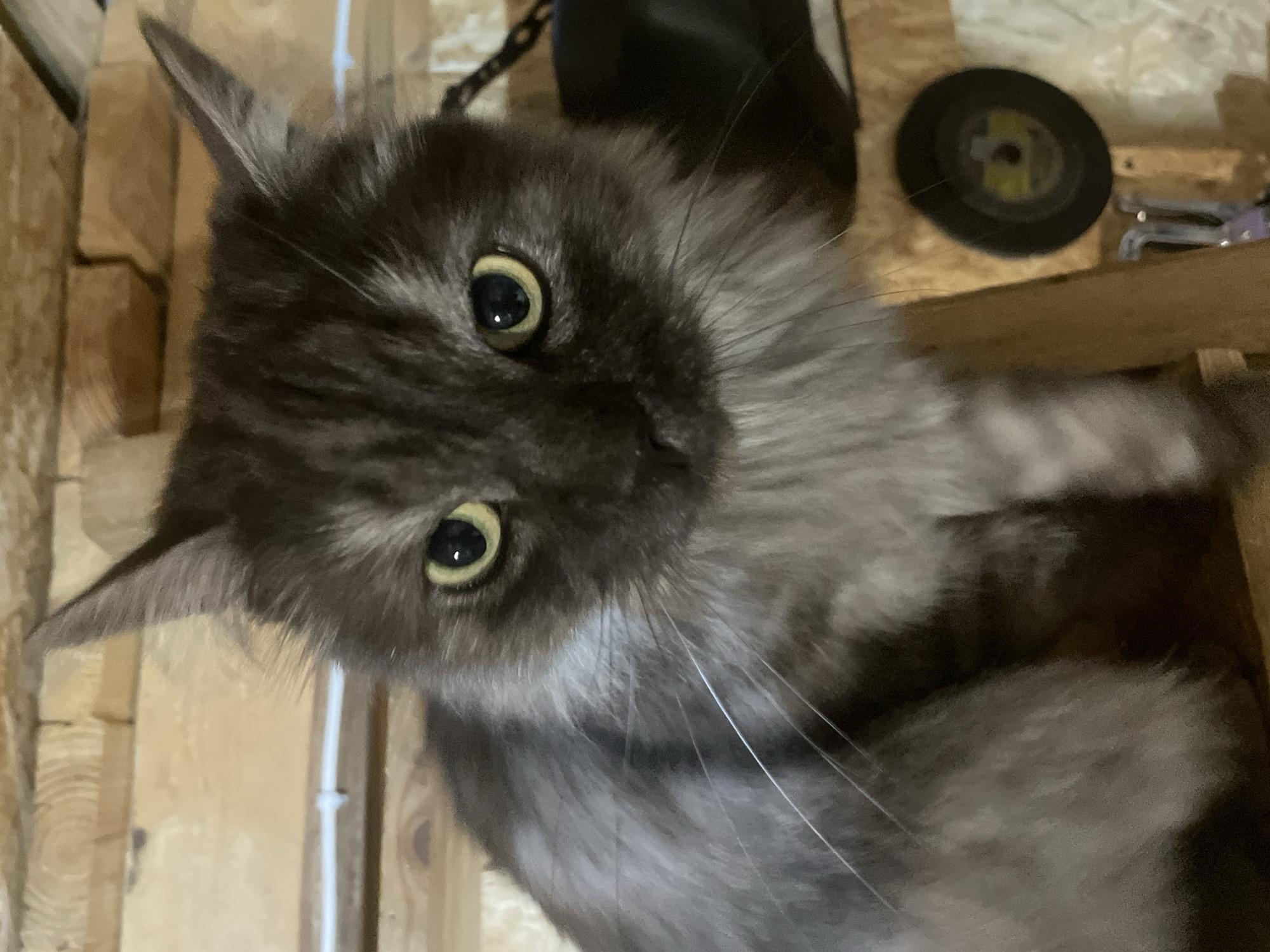 A grey, fluffy cat with yellow eyes sits in front of a wooden wall, which appears to be in a workshop or storage area. The cat is looking directly at the camera. To the right of the cat, a small, black, circular object with yellow markings is mounted on the wall, possibly a cutting disc for a grinder. The overall environment suggests a rustic or industrial setting. The provided metadata indicates the location as Kaleikino, Russia.