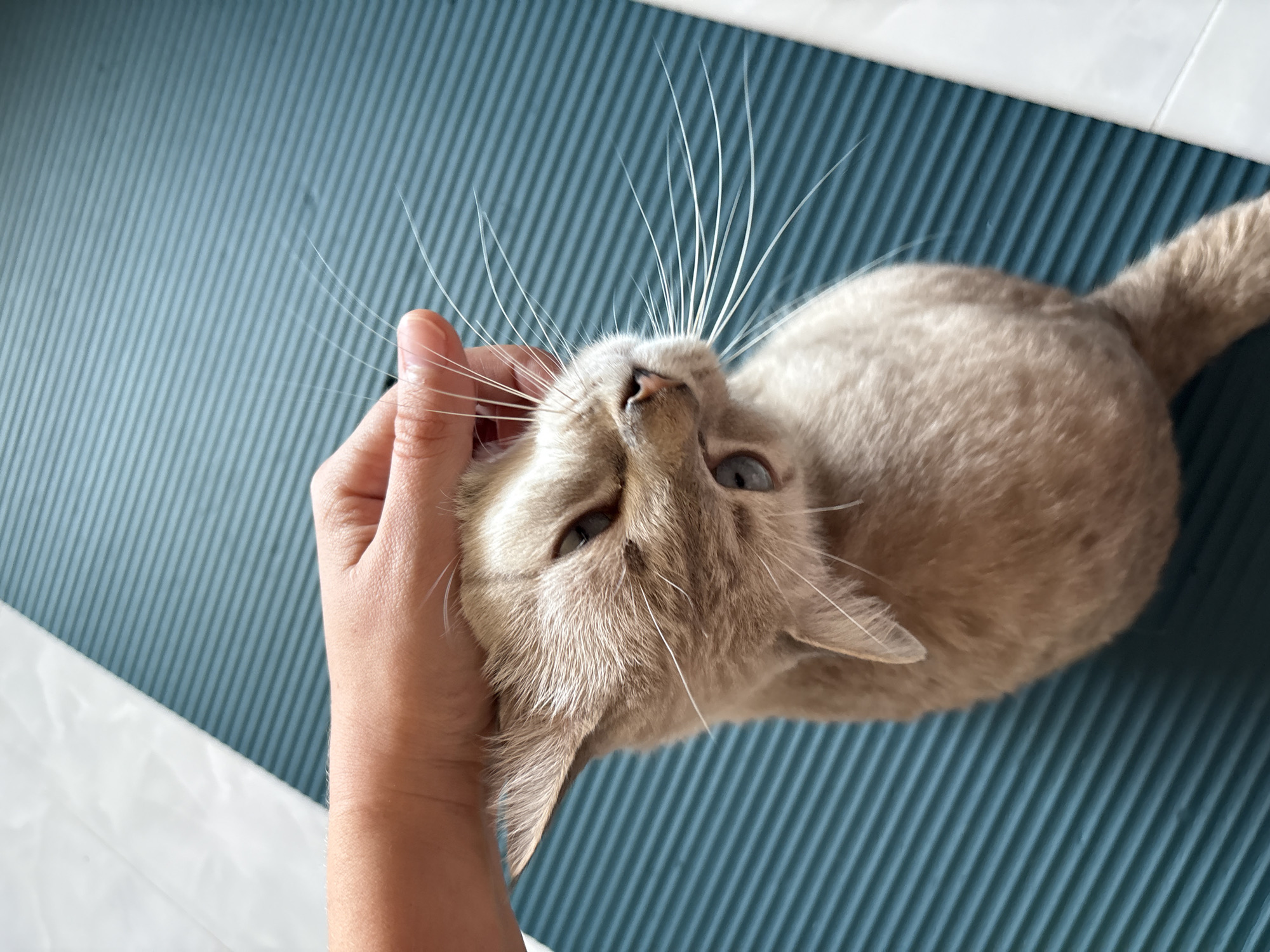 In Choeng Thale, Thailand, a light brown cat with blue eyes is being petted by a human hand on a teal-colored ribbed mat. The cat is positioned on its side, with its head tilted upwards and its body extending out of frame. The human hand is gently stroking the top of the cat's head and behind its ears. The background consists of the ribbed mat and a white surface.