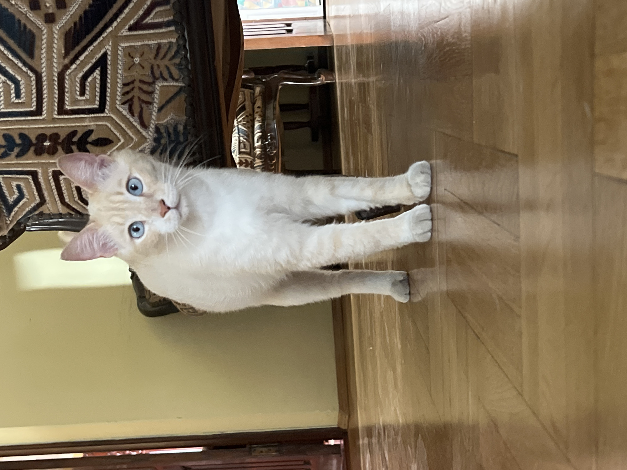 A cream-colored Siamese cat with striking blue eyes stands on a polished wooden floor indoors. The cat is facing the camera, positioned centrally in the frame. Its fur is light, with subtle darker tabby markings on its legs and face. Behind the cat, a portion of an ornate, dark wooden chair with intricate fabric upholstery is visible. The background consists of a pale yellow wall and a doorway on the left side. The lighting appears to be natural, casting reflections on the floor. There is no indication of the location being in the city of Sochi, Russia.