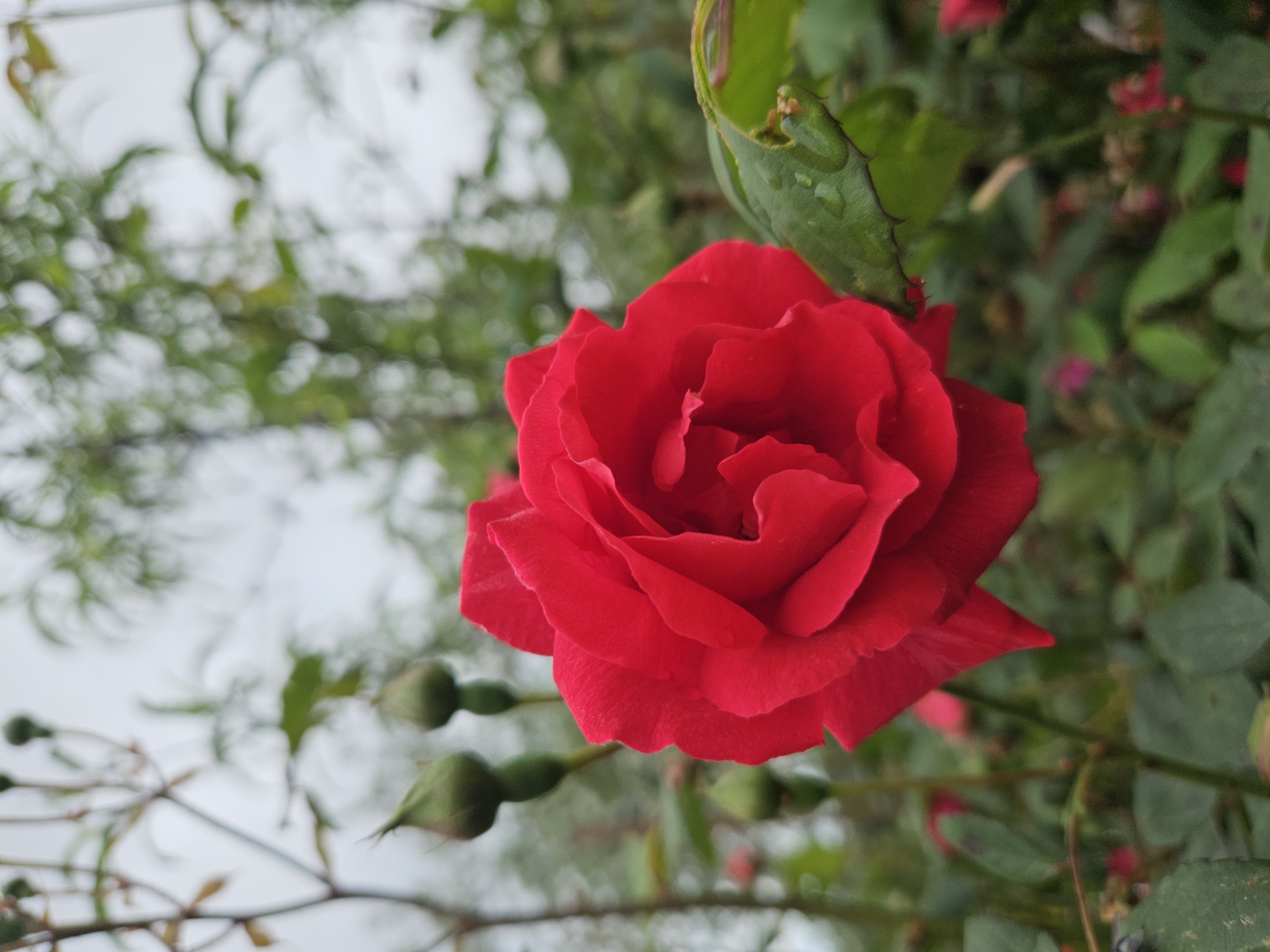 The image features a close-up of a vibrant red rose in full bloom. The rose is the focal point, with its petals displaying a deep, saturated red color. Surrounding the rose are blurred green leaves and stems, creating a soft background. Several small, unopened rose buds are visible in the lower left corner of the image. The location is possibly Sochi, Russia, given the user's request. The environment appears to be a garden or outdoor setting. There are no people visible in the image. The overall impression is one of natural beauty and vibrancy.