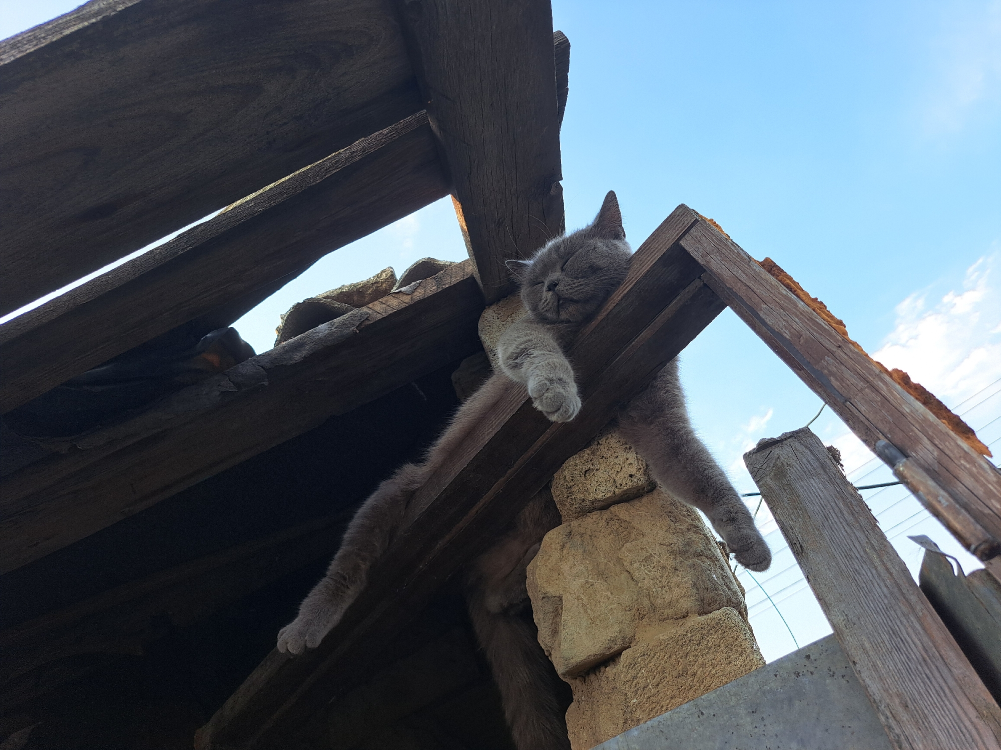 In Vypasne, Ukraine, a grey cat is seen sleeping on a wooden structure. The cat is positioned on its side, with its body stretched out across a horizontal wooden beam. Its head is resting on another wooden support, and its eyes are closed. The background shows a bright blue sky with some scattered clouds. The wooden structure appears to be part of an old, perhaps abandoned, building or shelter, with weathered planks and rough-hewn beams visible. Large, rough stones are also present near the cat. The perspective is from below, looking up at the cat and the structure.