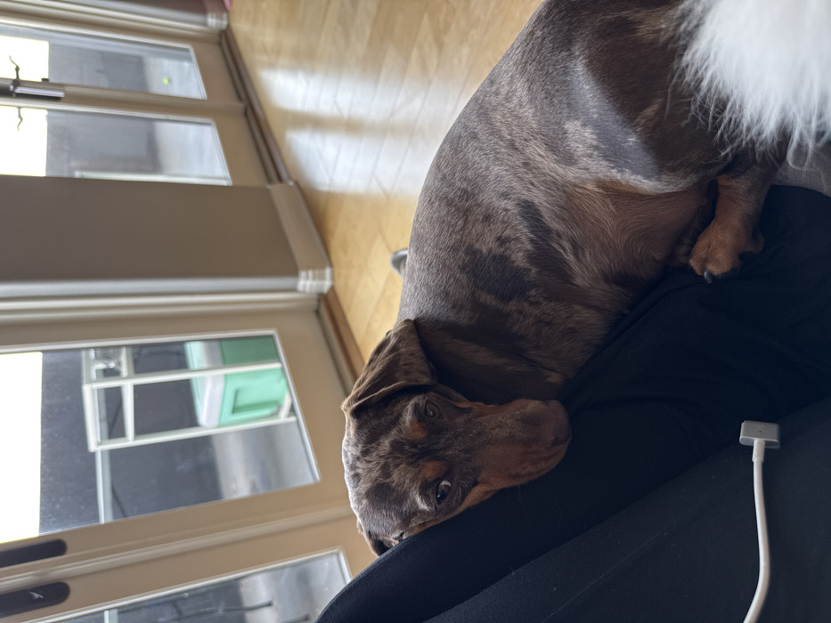 A dapple Dachshund dog, predominantly brown with black and tan markings, is positioned in the foreground, resting its head on a human leg clad in dark fabric, likely black pants. The dog's eyes are open, directed forward. A white charging cable with a magnetic connector is visible on the dark fabric in the lower-left quadrant. The scene depicts an indoor residential setting in Los Angeles, United States of America. Behind the dog, a polished light-brown wooden floor reflects ambient light. The background features a series of white-framed glass French doors or sliding doors, providing a view to an outdoor patio. Through the left door, a white, multi-tiered rolling utility cart is visible, with a mint green cooler situated beneath it. Through the right door, a small yellow spherical object, possibly a tennis ball, is faintly visible on the outdoor surface. The environment is well-lit by natural light entering through the glass doors.