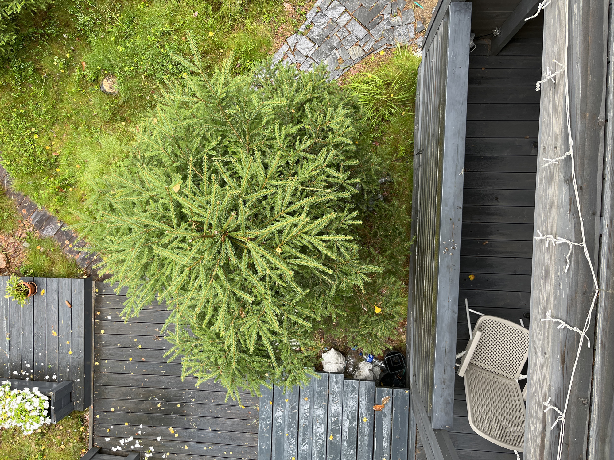 This is an aerial, high-angle shot of a partially constructed wooden deck and surrounding yard. The deck, made of dark-stained wood planks, features a section with a beige metal lounge chair. To the left of the deck, there is a planter box filled with white flowers and a potted plant. A small pine tree is situated in the center of the scene, with its branches extending over the deck and into the grassy yard. The yard is covered in lush green grass, scattered with yellow leaves and small plants. To the right of the tree, a path of grey stone pavers is visible. In the lower left corner of the scene, near the edge of the deck, a black trash bin and some discarded plastic bottles are present. The scene is outdoors and appears to be a residential backyard. The location of Arfa, Russia, is not evident from the image.
