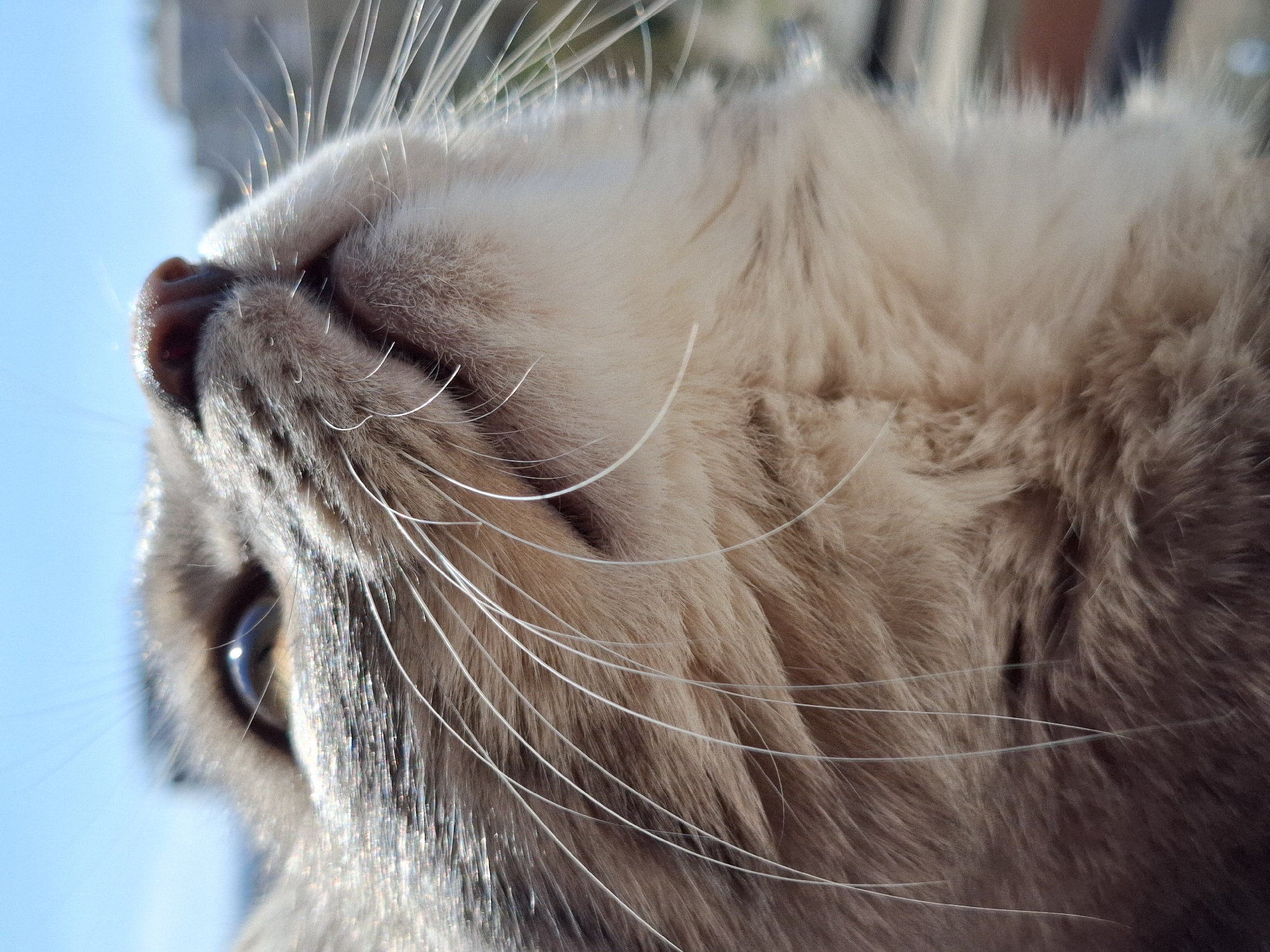 Close-up, tilted shot of a cat's face, nose pointing upwards toward a blue sky. The cat has gray and white fur with long, prominent white whiskers. Its right eye, visible in the lower left, has a blue iris. The cat's nose is pinkish-brown. The background includes a blue sky and some indistinct shapes. Given the location information provided, it is assumed this image was taken in Novi Sad, Serbia, but no landmarks or contextual clues support this.