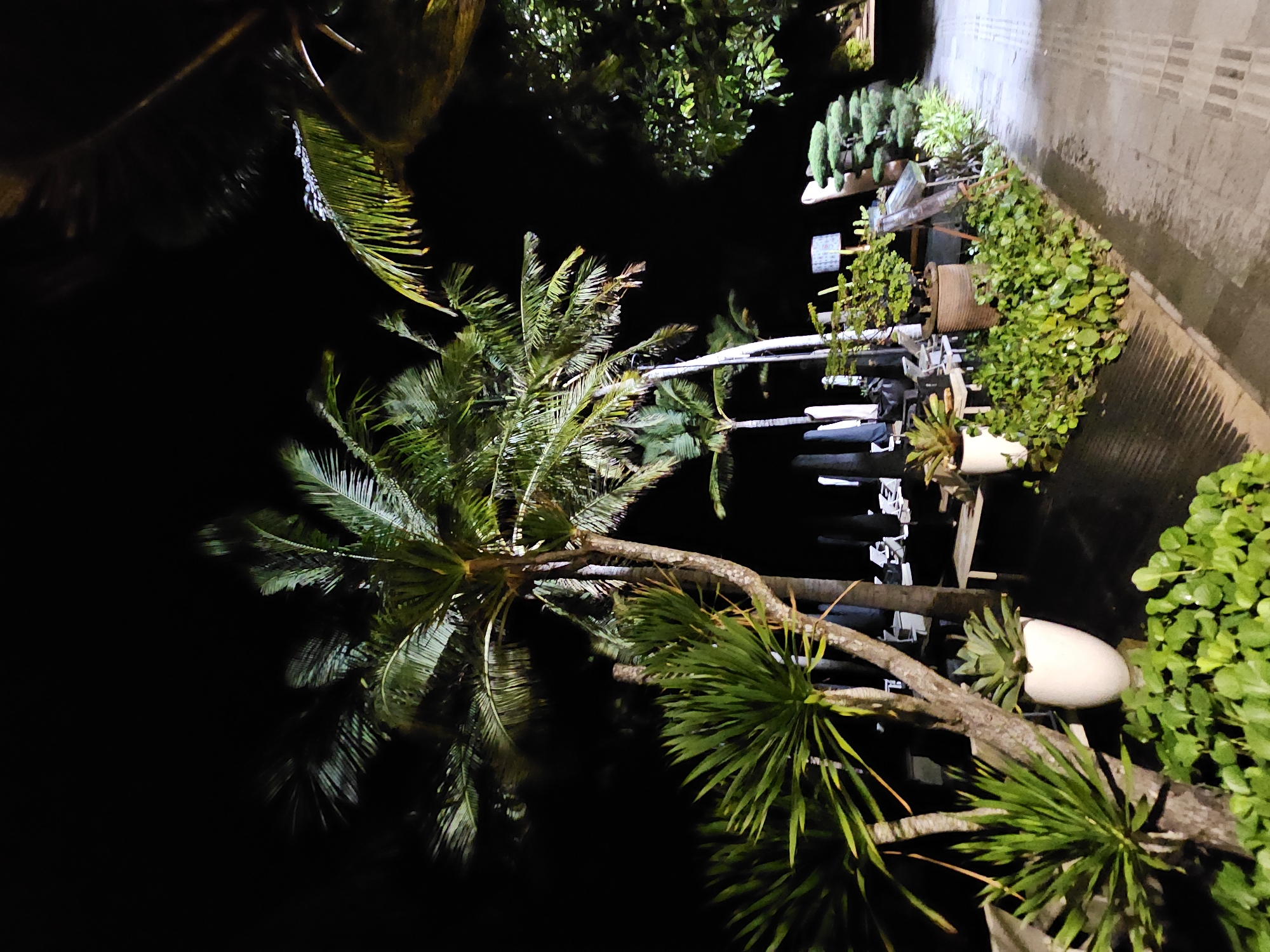 At night, a paved pathway runs alongside a well-lit garden area filled with lush green plants and potted succulents. Towering palm trees dominate the scene, their fronds illuminated against the dark sky. In the background, lounge chairs and umbrellas suggest a resort or beachside setting. The scene is likely located in Denpasar, Indonesia, given the tropical vegetation and resort ambiance.