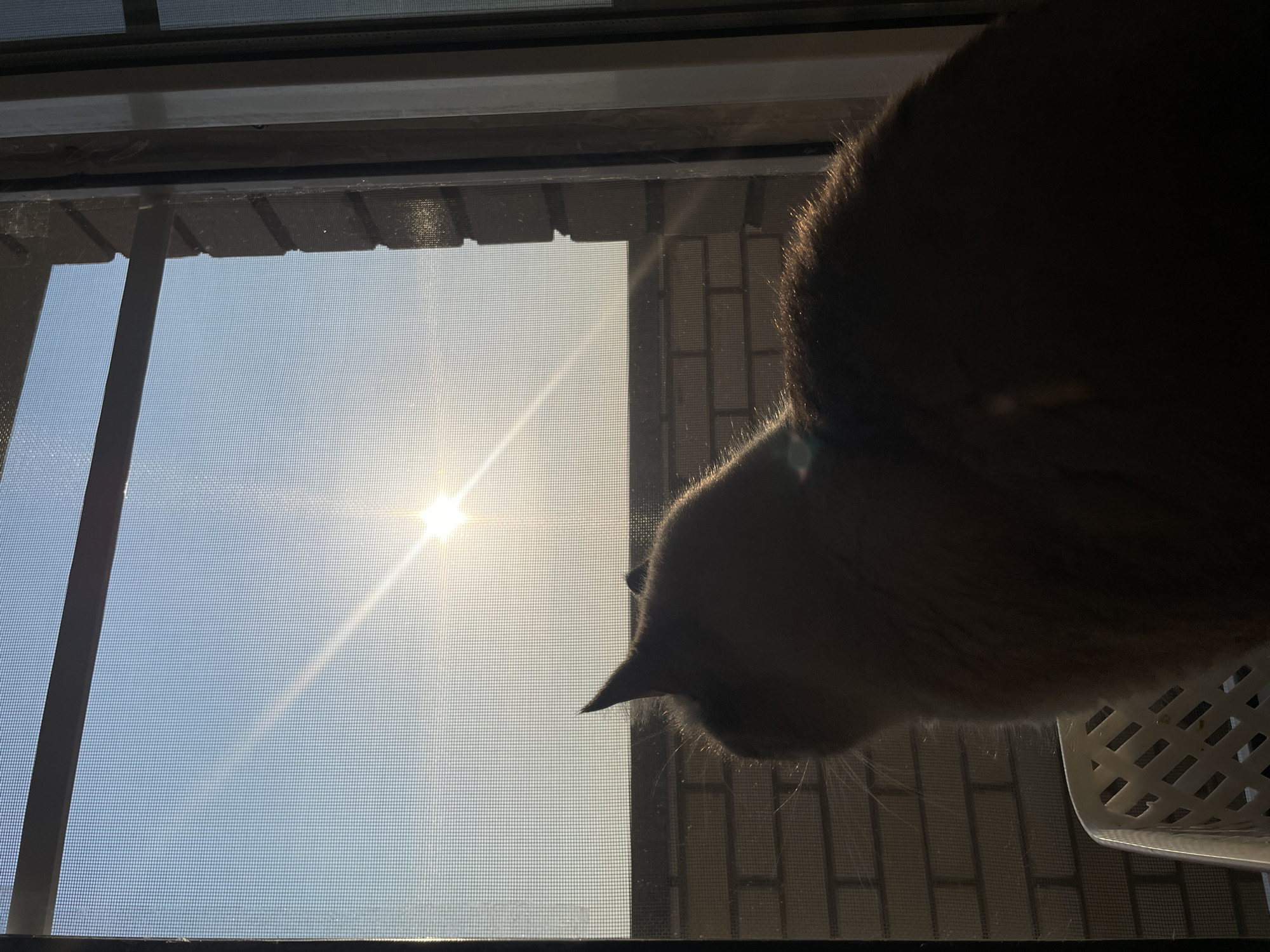 A domestic cat is silhouetted against the bright morning sun as it looks out a window. The cat's head and back are visible, with its ears perked up. The sun is visible through the window, casting a bright glare and lens flare. The window is covered with a screen, and beyond that, a brick building and a blue sky are visible. The scene appears to be indoors, possibly in an apartment or house. The image does not contain any information about the specific location in Votkinsk, Russia.