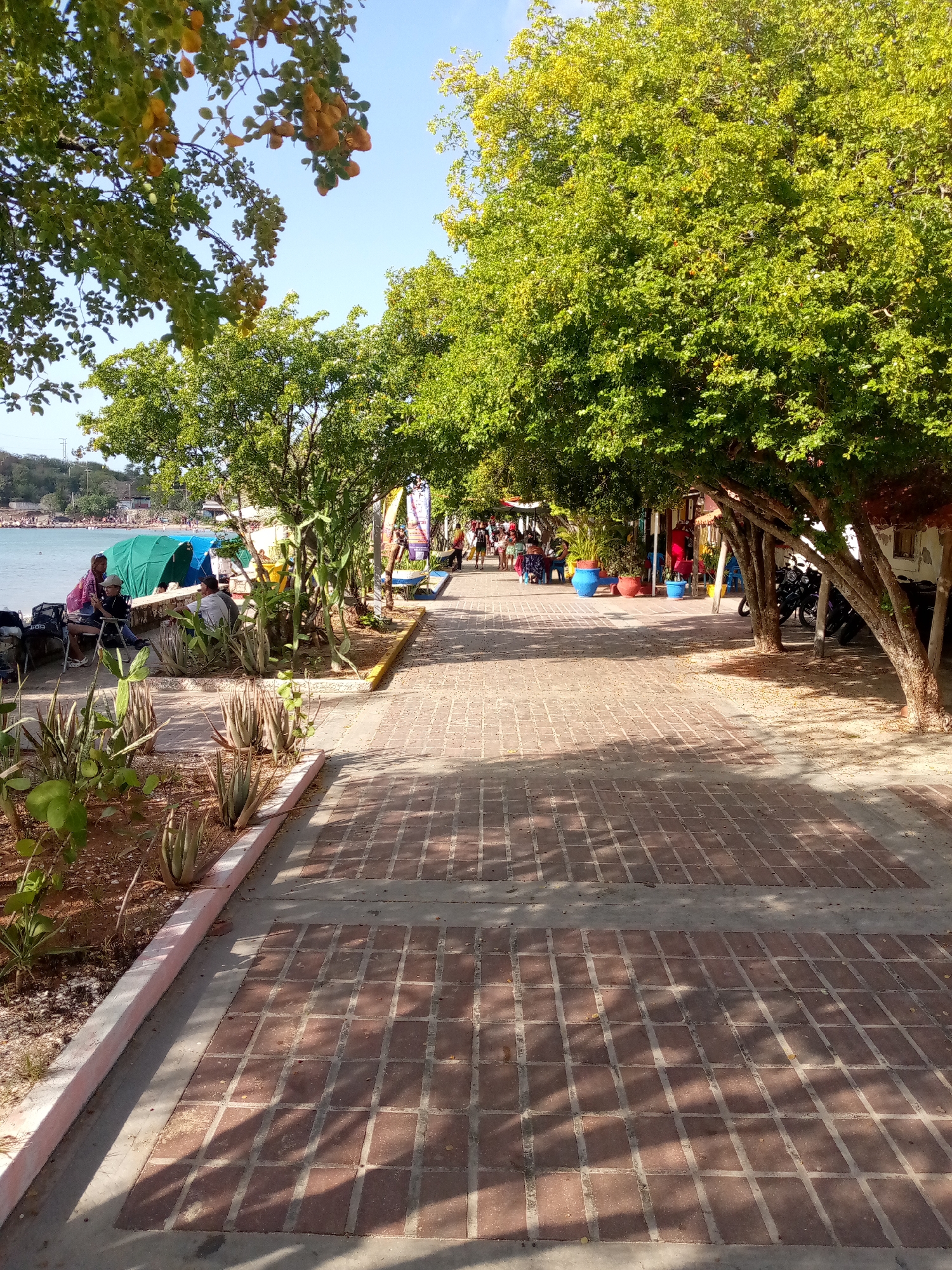The image depicts a sun-drenched pedestrian walkway in Pedro González, Venezuela, lined with lush green trees and bordering a tranquil body of water, likely the Caribbean Sea. The walkway is paved with reddish-brown bricks laid in a grid pattern, with concrete strips separating sections. To the left, a sandy area transitions to the water, where a few people are visible near the shore. Several green tents are set up, possibly for vendors or shade. Two women are seated in chairs near the water's edge, one wearing a pink shirt and the other a cap. In the foreground, an assortment of succulent plants with spiky leaves are arranged in beds.
On the right side of the walkway, trees with dense green foliage cast dappled shadows onto the brick surface. Beyond the trees, a row of small establishments with red-tiled roofs and open facades line the path, suggesting a commercial area. Colorful potted plants, including blue and orange containers, are placed outside these establishments. Several motorcycles are parked under the trees. Further down the walkway, a crowd of people can be seen walking, with some appearing to be browsing the shops. The sky above is a clear, bright blue. The overall scene conveys a relaxed, tropical atmosphere with evidence of both natural beauty and local commerce.
