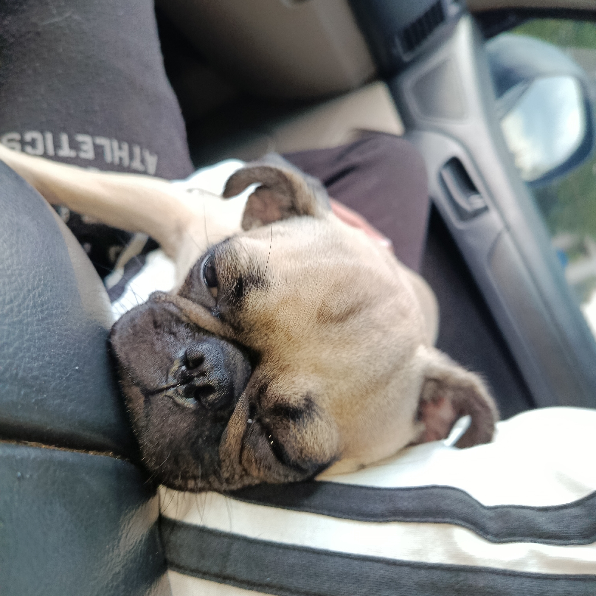 A fawn-colored pug dog is depicted resting peacefully, likely sleeping, on a person's lap inside a car. The pug's head, with its characteristic dark muzzle and wrinkled face, is prominent in the foreground, snuggled against a black upholstered surface and a white and black striped fabric. Its eyes are closed or mostly closed, conveying a sense of deep relaxation.
The person's leg, partially visible, is covered by black athletic wear, on which the word "ATHLETICS" is visible, printed upside down. Below the pug's head, a white fabric with two distinct black horizontal stripes is present, possibly a shirt or blanket.
The scene is set within a vehicle, indicated by the car's interior features visible in the background, including a door panel, part of the dashboard, and a side mirror reflecting a bright sky and some blurred greenery outside. The lighting suggests it is daytime. The overall impression is one of calm and comfort. The context provided for this image is Los Guayos, Venezuela.