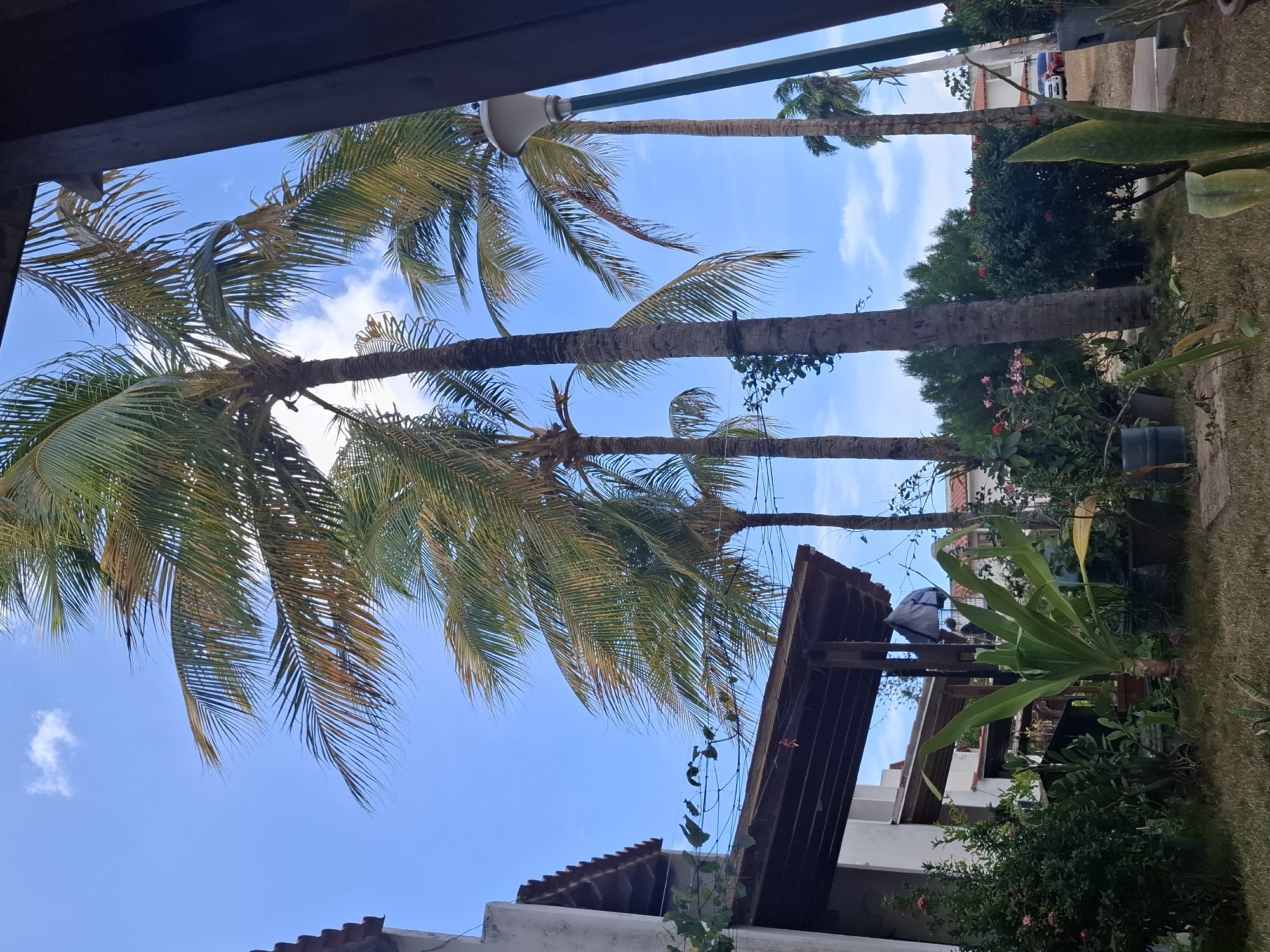 The image shows a view from under a dark wooden structure, possibly a roof or veranda, looking out at a sunny sky with palm trees. Several palm trees are visible, their trunks stretching upwards against a blue sky with scattered clouds. Below the trees, there are buildings with red-tiled roofs and white walls. The vegetation includes green bushes and plants. The location is Juan Griego, Venezuela.