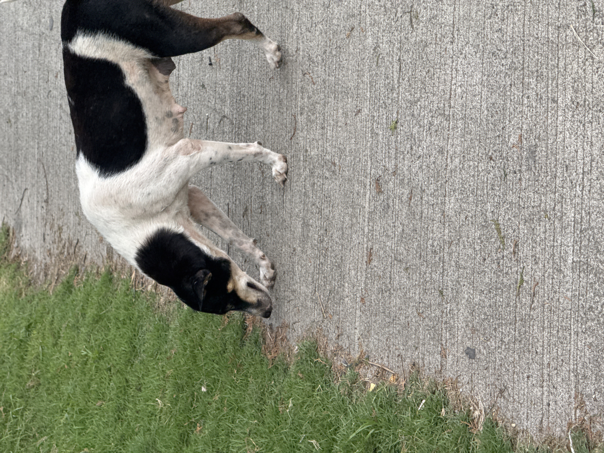 A medium-sized, mixed-breed dog with black and white markings is walking on a concrete path. The dog is sniffing the ground. To the left of the path is a patch of green grass. The image was taken outdoors, likely in a residential area. The concrete path appears to be a sidewalk or pathway in Davao City, Philippines, given the context. The dog's body condition and the presence of a leash attachment suggest it may be a stray or an outdoor pet. The lighting indicates it is daytime.