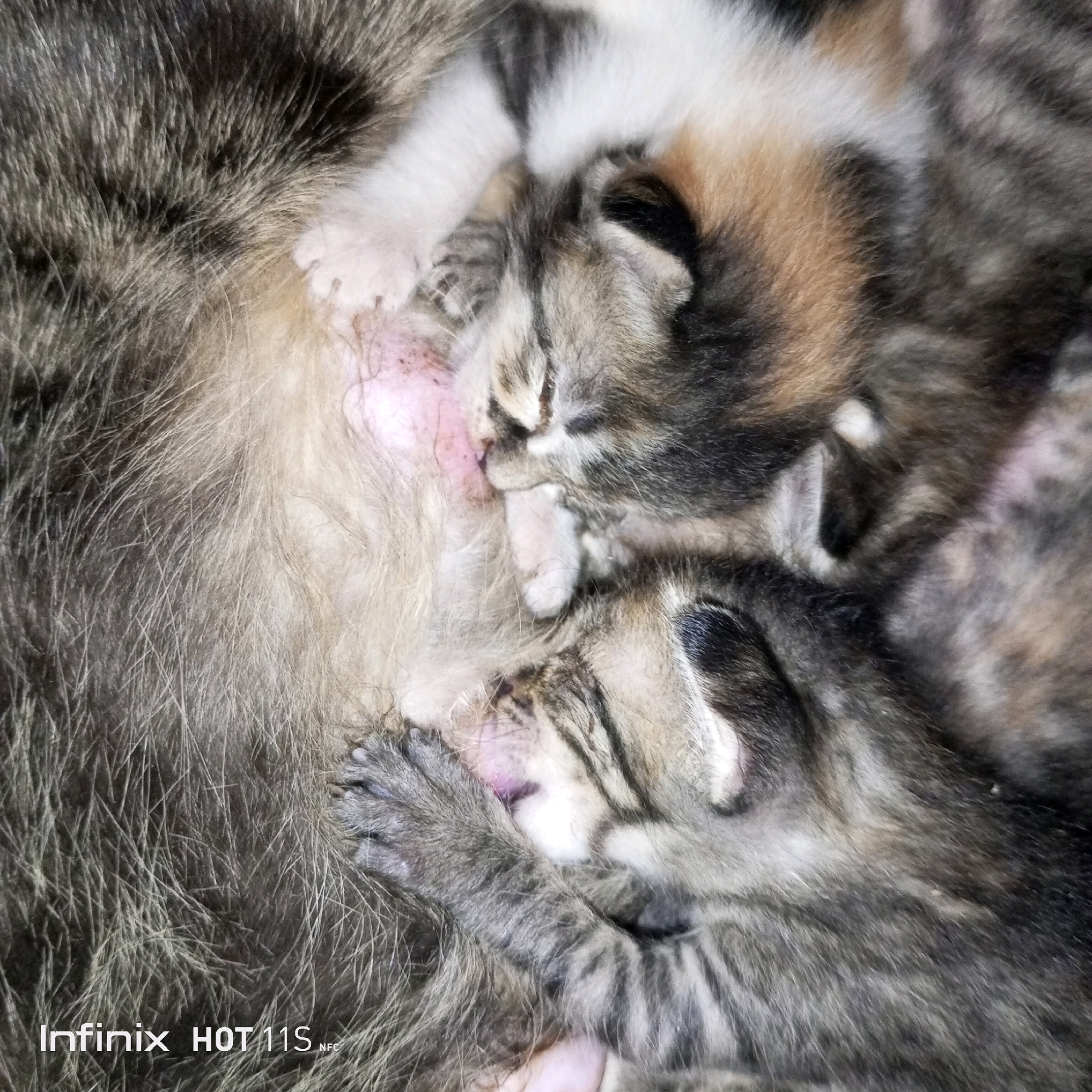 The image shows a close-up of two newborn kittens nursing from their mother cat. The kittens are tiny and have their eyes closed, their fur is a mix of grey, black, and orange. One kitten's paw is resting on the mother's abdomen, while the other kitten is nestled closer to its mother. The mother cat's fur is mostly grey and brown tabby. The image is taken from a high angle, focusing on the kittens and their interaction with the mother. The background is out of focus, with hints of the mother cat's fur filling the frame. The overall scene depicts a moment of nurturing and care. The location of Sukaslamet, Indonesia, is not visually represented in the image.
