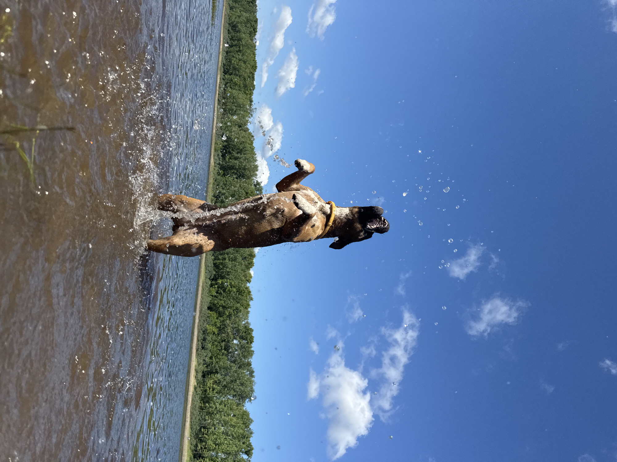 In Chaikovsky, Russia, a brown dog with a yellow collar is captured mid-air, standing on its hind legs in shallow water. The dog's mouth is open, and it appears to be splashing water with its front paws as it leaps. Water droplets are visible in the air around the dog, suggesting movement and play. The background features a calm body of water with a tree-lined shore and a clear blue sky with scattered white clouds. The overall scene depicts a moment of playful activity in a natural outdoor setting.