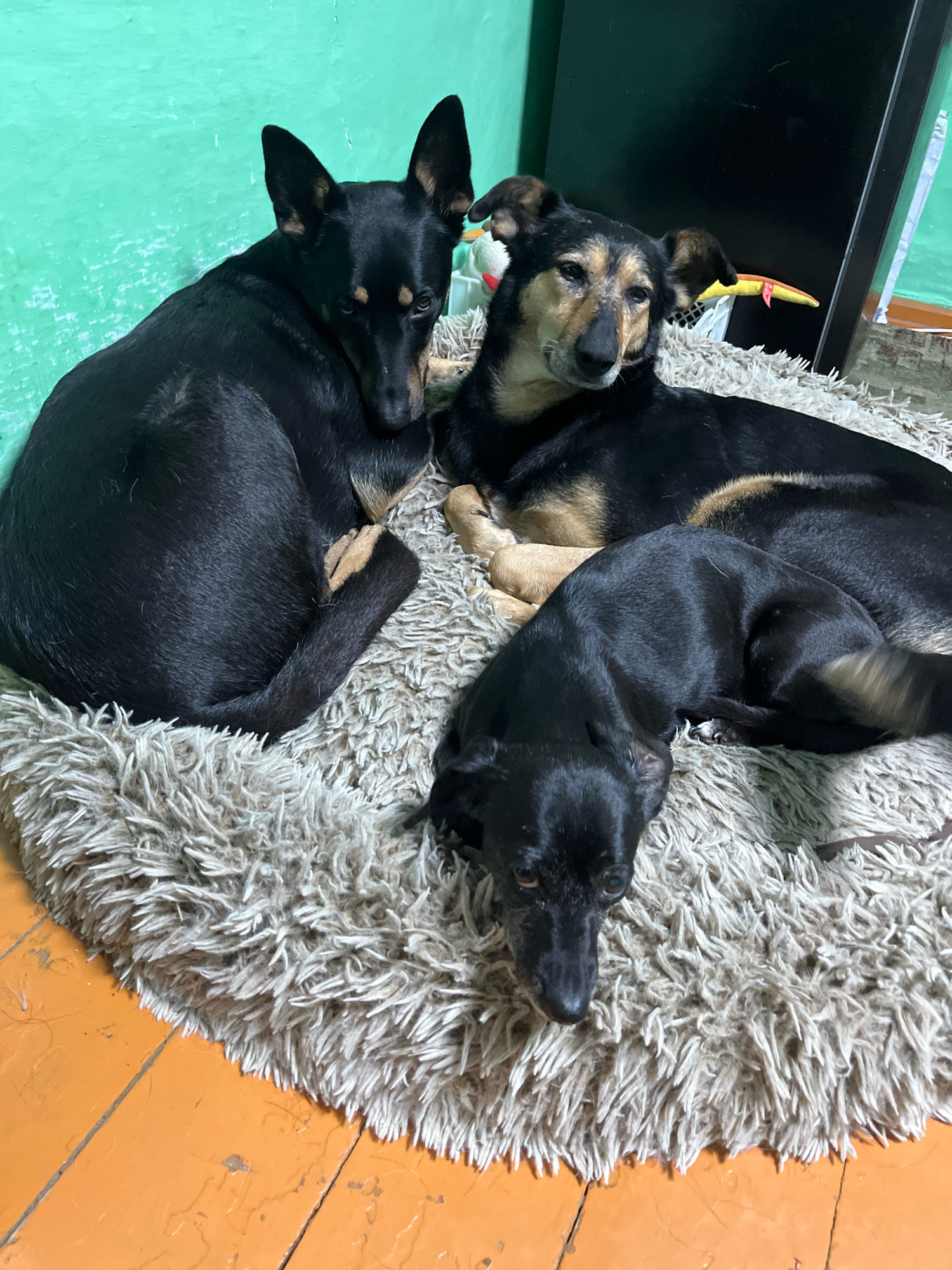 Three dogs are resting on a fluffy, circular rug. The dog on the left is black with some tan markings on its face and ears, and it is curled up on its side. The dog in the middle is mostly black with tan markings on its face, chest, and legs. It is lying on its side, looking towards the camera. The dog on the right is entirely black and is curled up in a ball, facing away from the camera. The rug is beige and has long, shaggy fibers. The floor beneath the rug is made of orange-painted wooden planks. In the background, there is a green wall and a dark object, possibly a piece of furniture or a television. There are also some blurred objects in the background that are not clearly identifiable. The scene appears to be indoors, in a domestic setting. There is no visible indication of the location being Nizhny Tagil, Russia.