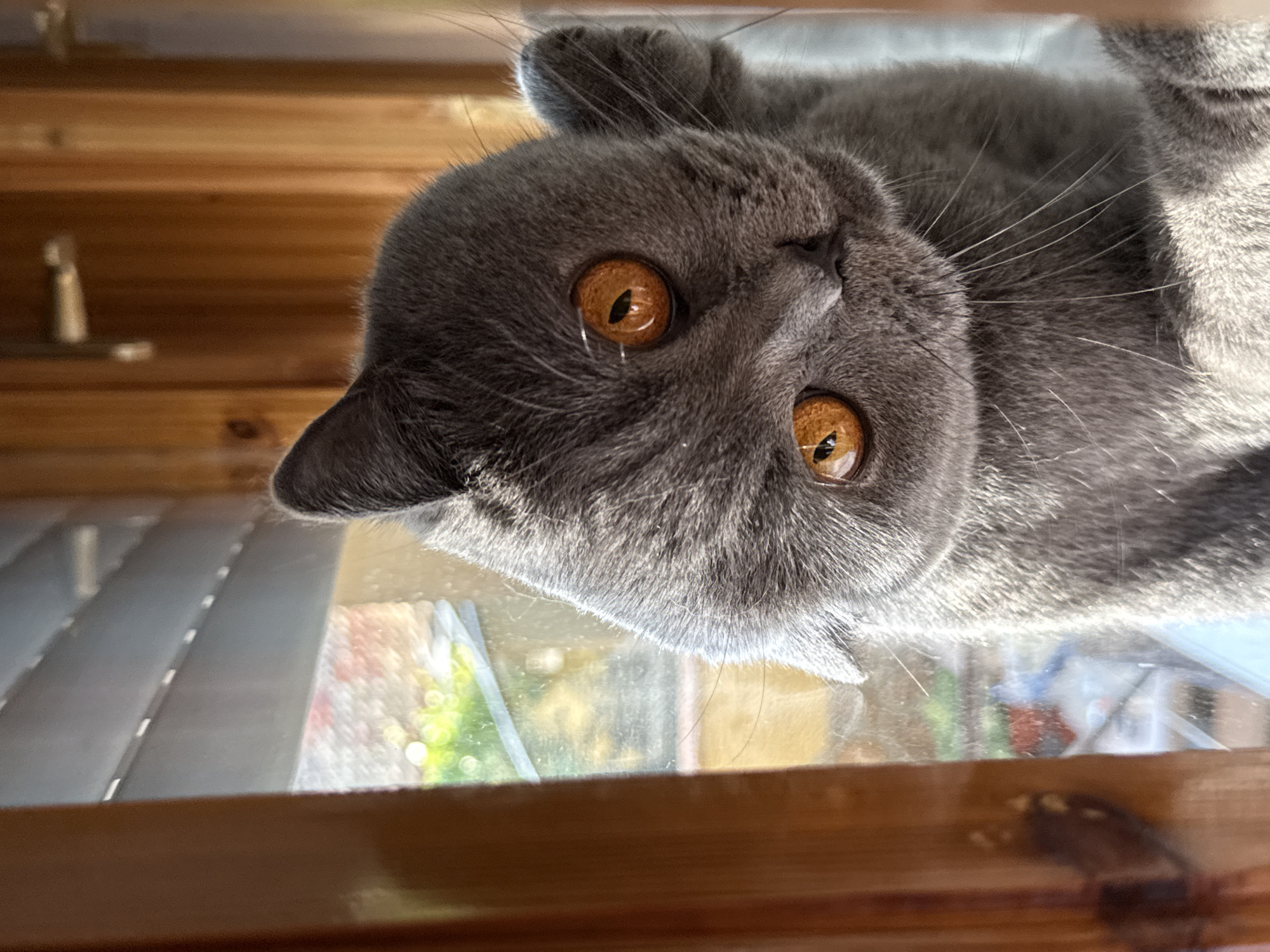 A close-up, waist-up shot captures a British Shorthair cat with striking orange eyes peering through a window. The cat is predominantly gray, with fluffy fur. Its head is tilted to the left, and one paw is visible, extended upwards. The background shows a window with horizontal blinds, a wooden frame, and a glimpse of greenery and outdoor structures outside, suggesting a residential setting. The lighting indicates it is daytime, possibly morning or afternoon, with sunlight illuminating the scene. The image does not contain any elements that would allow for a precise location within Targovishte, Bulgaria.